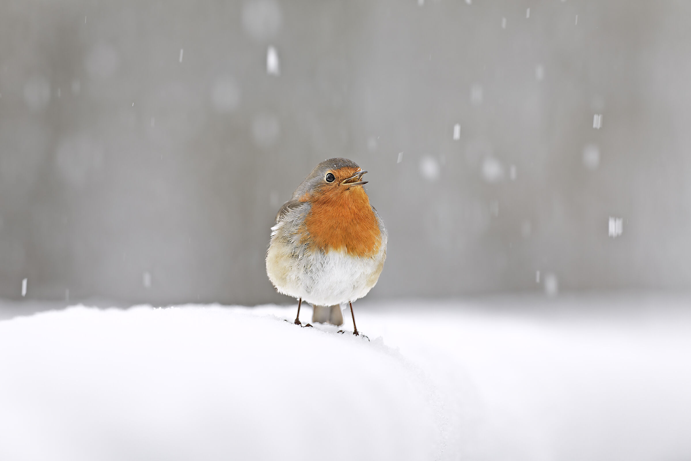 Robin