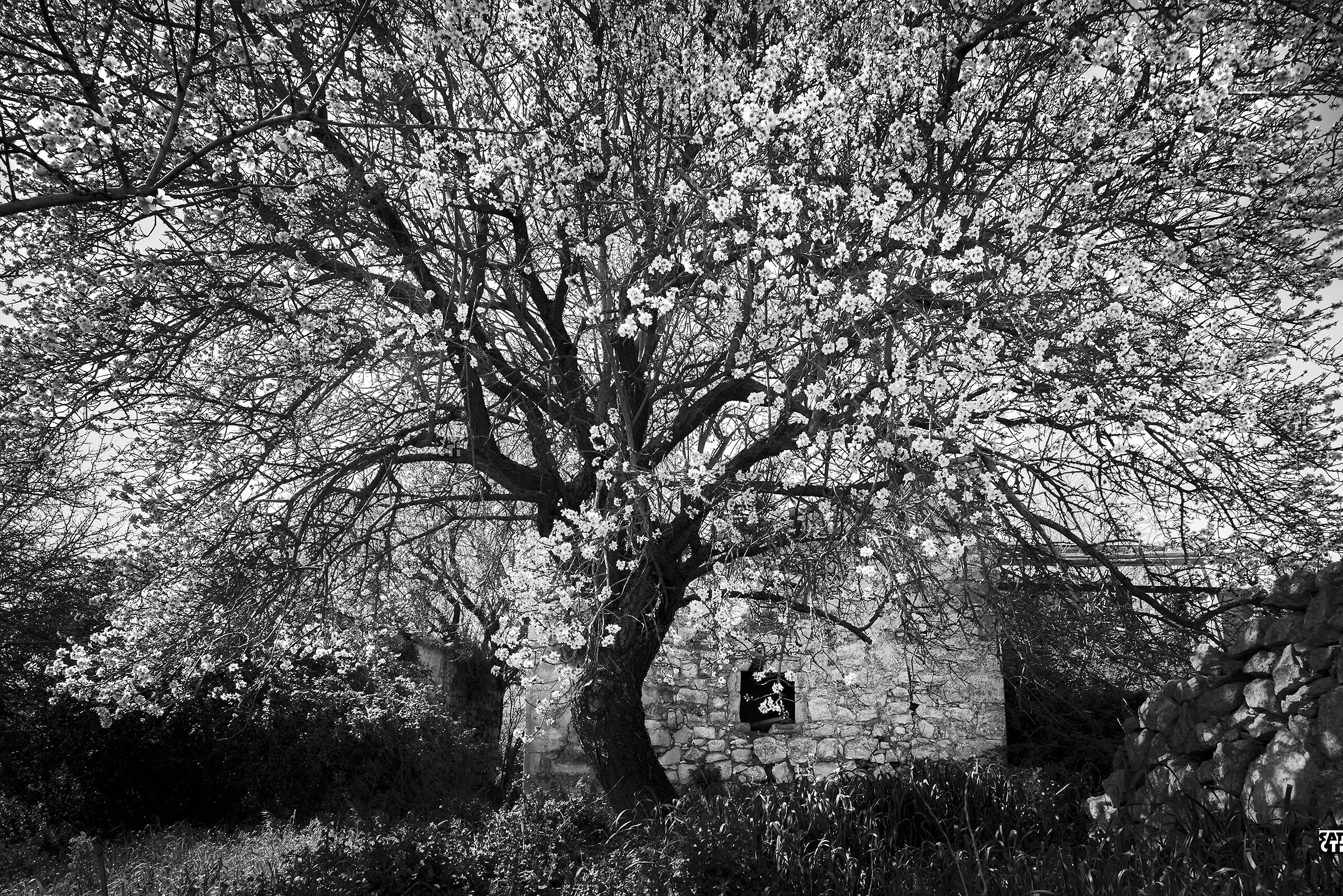 The first breath of spring