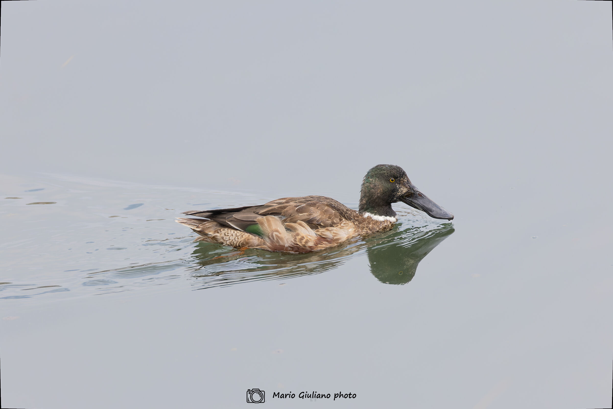 Shoveler (female)