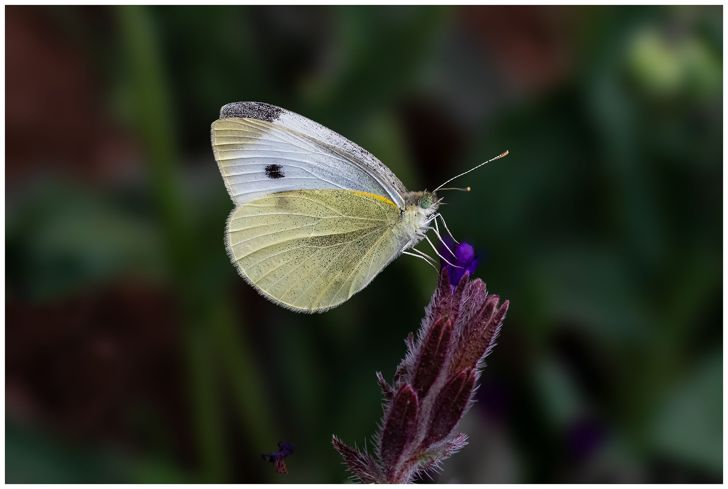 Cabbage butterfly (Pieris brassicae),