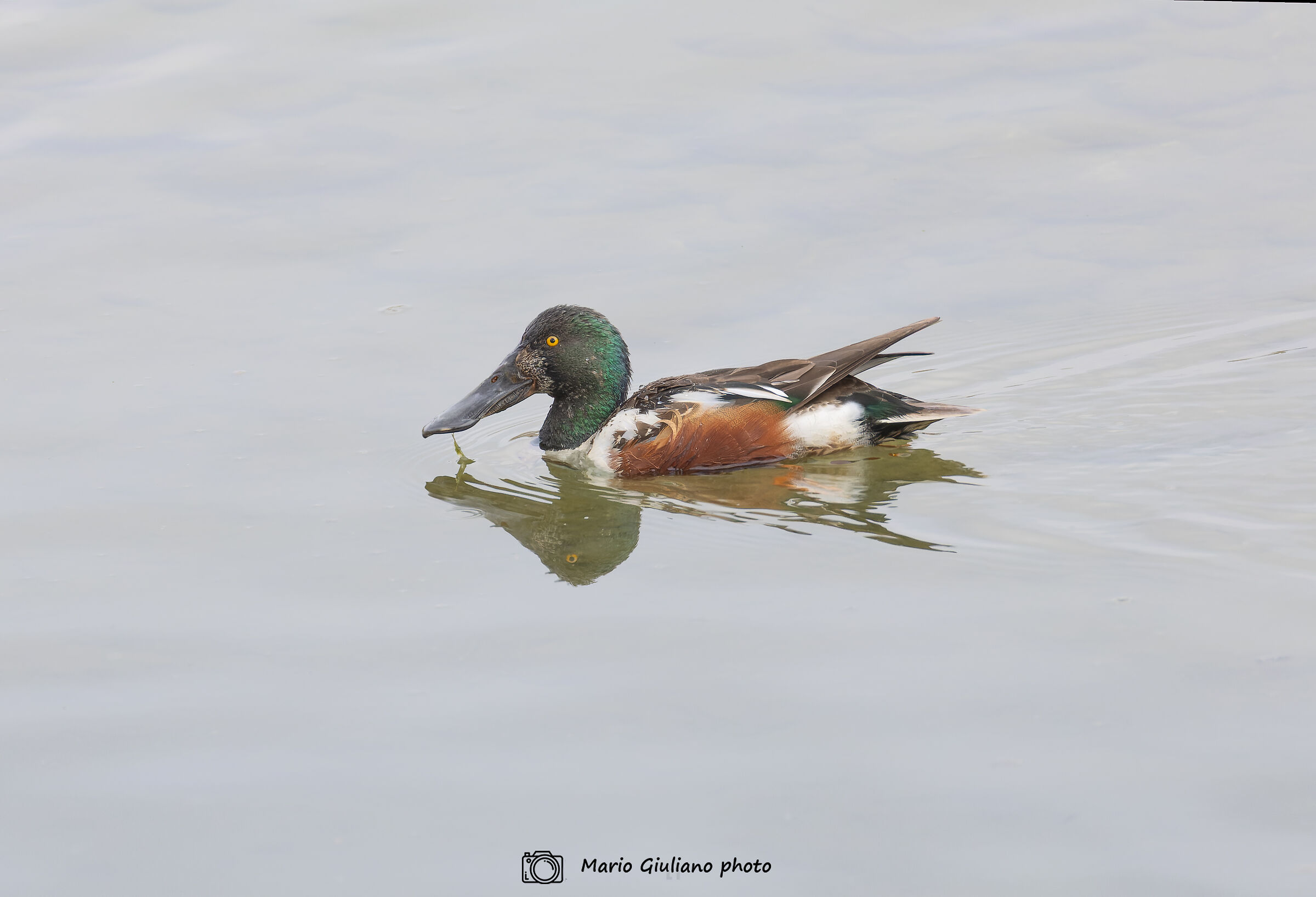 Shoveler (male)
