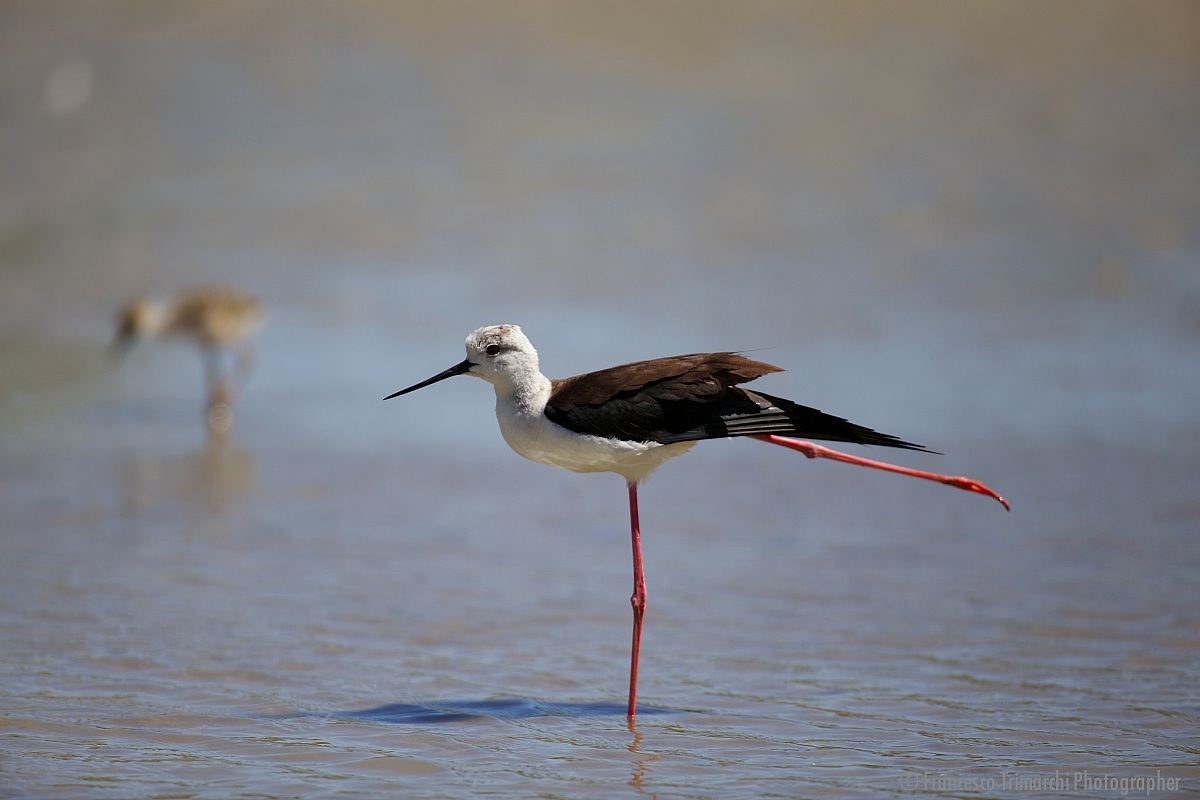 Cavalieri d'Italia - equilibrio