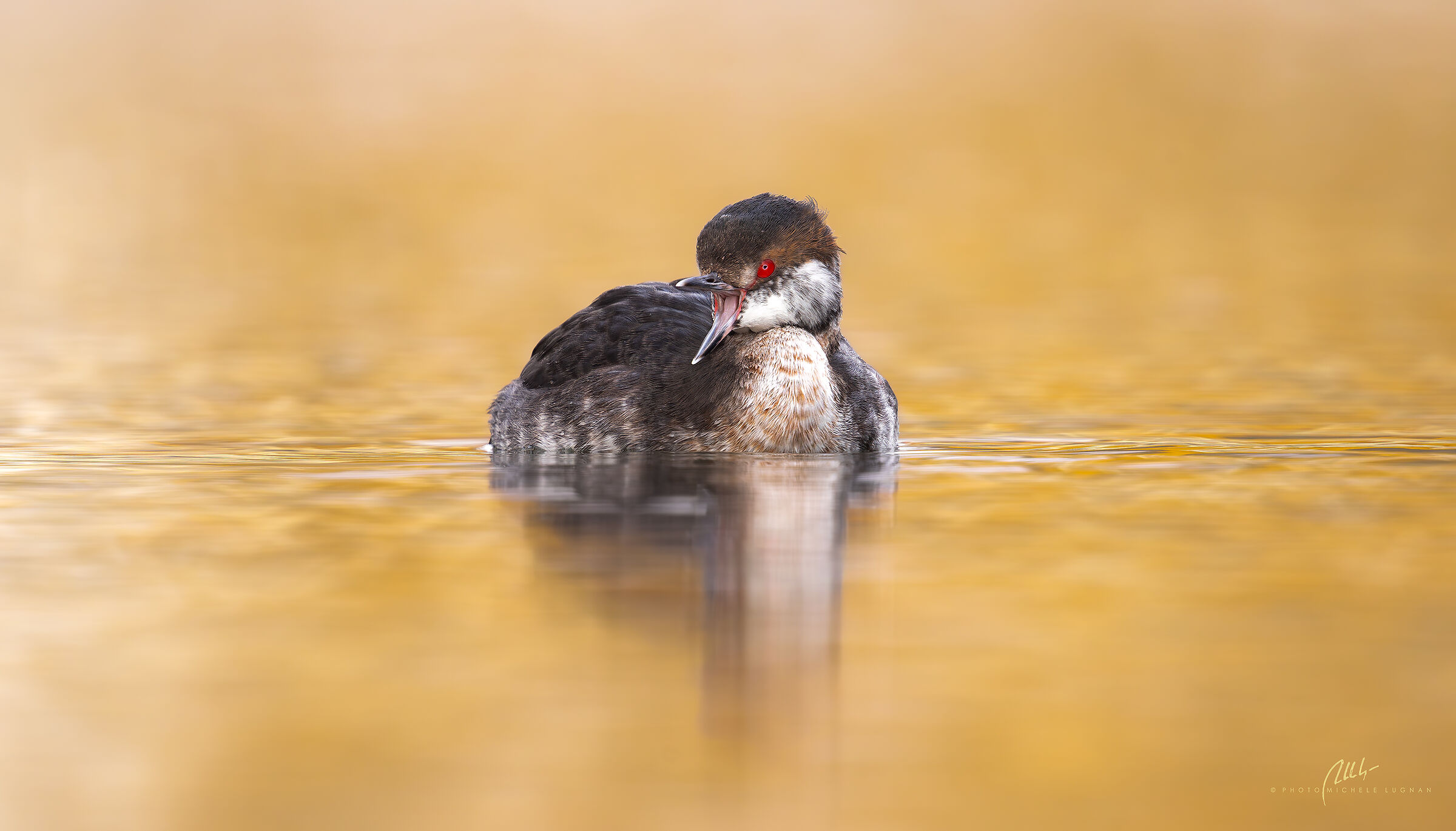Podiceps auritus (svasso cornuto)