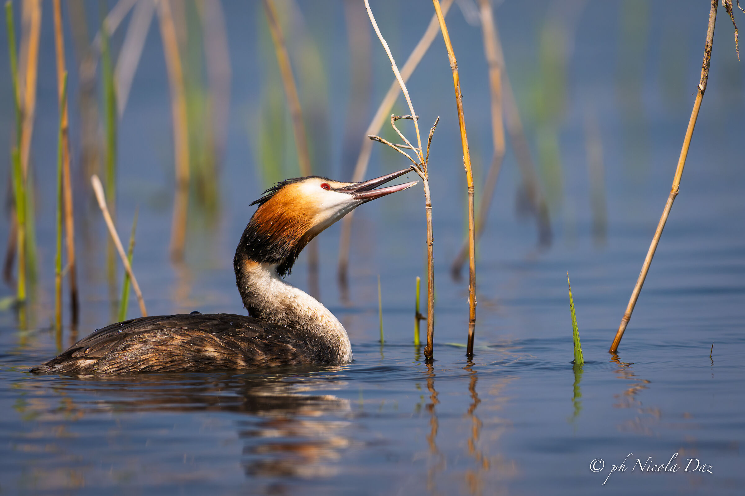 Great crested grebe