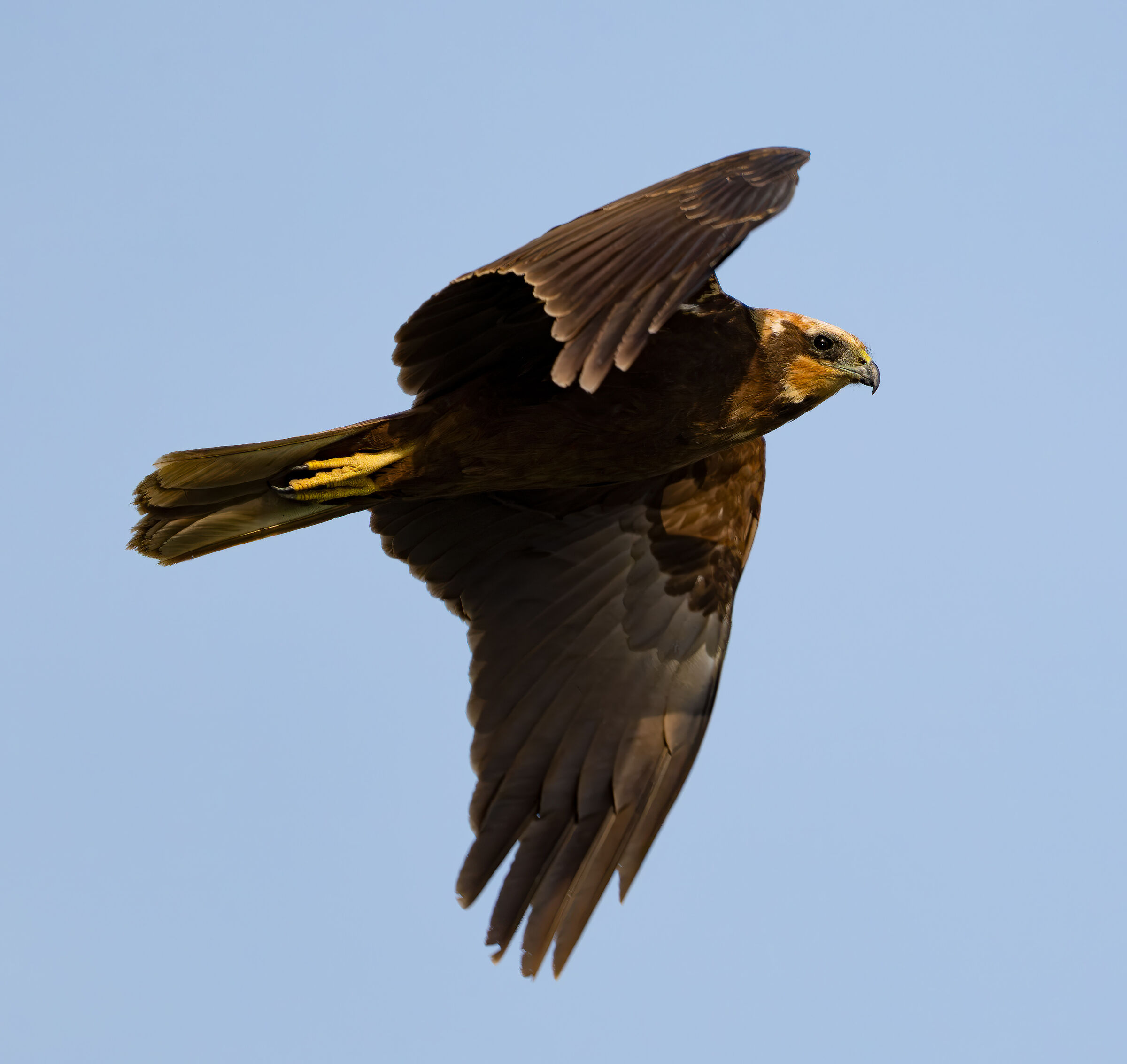 Marsh harrier in flight