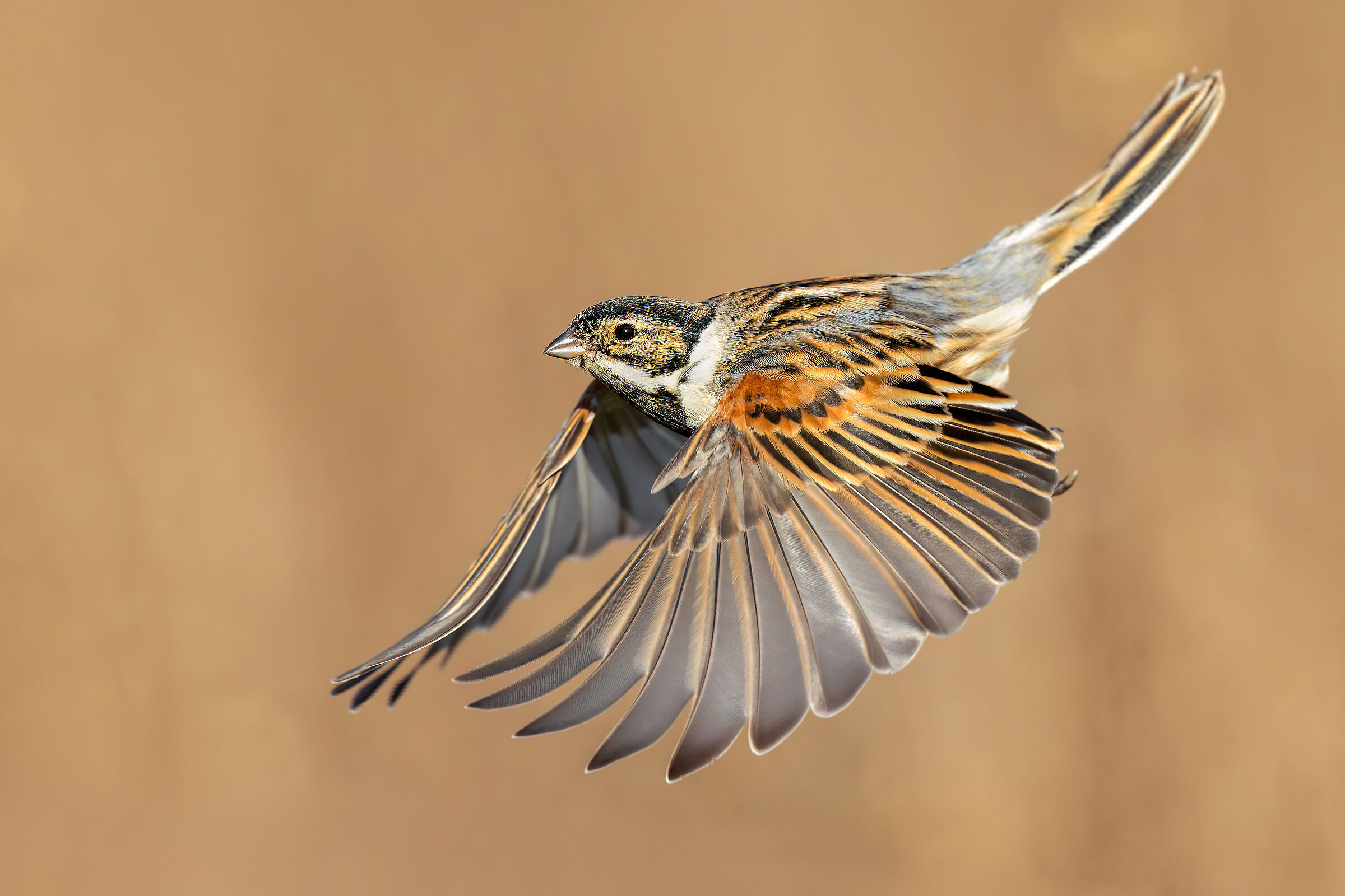 Migliarino di Palude