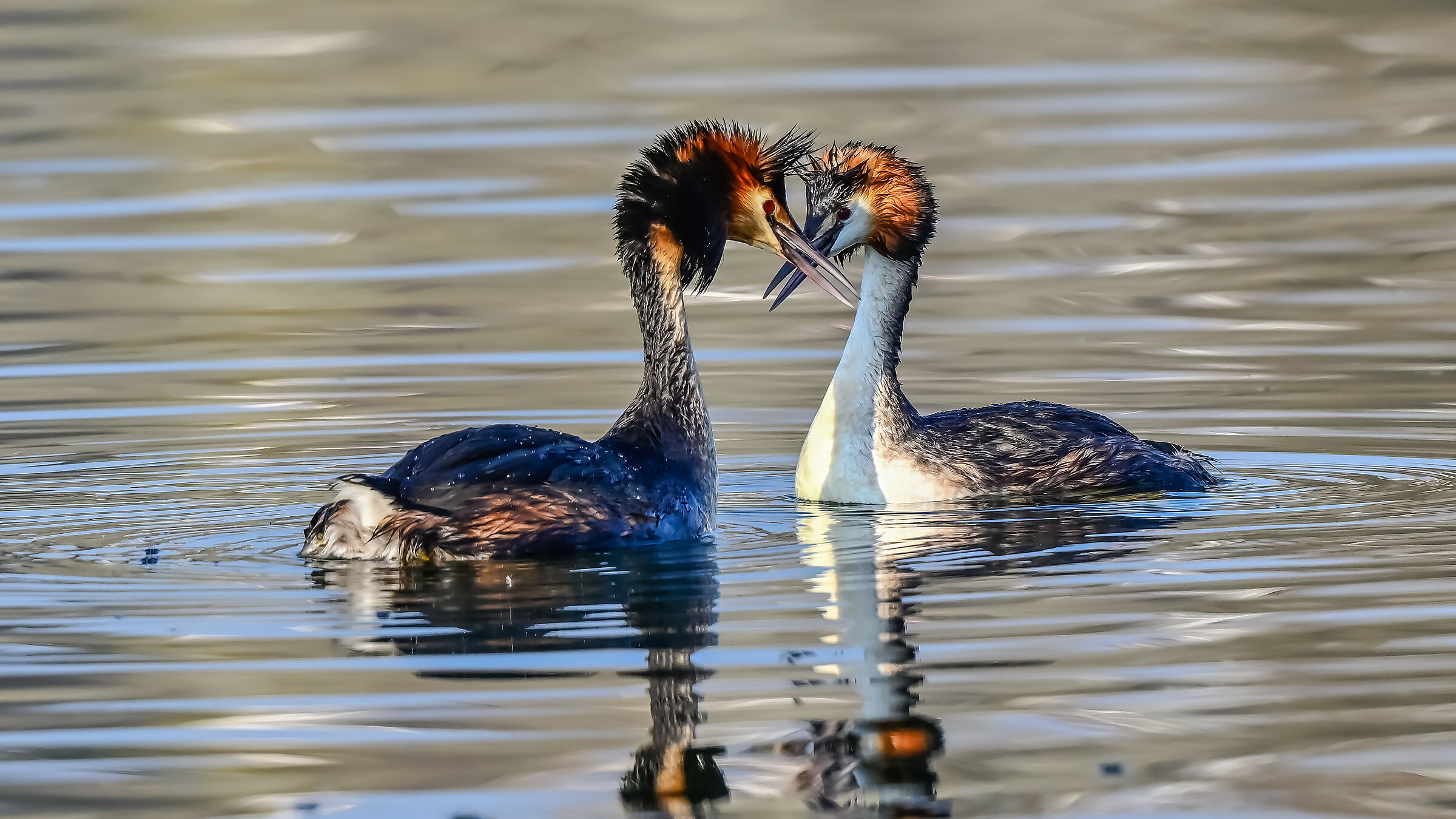 Svassi in corteggiamento !!