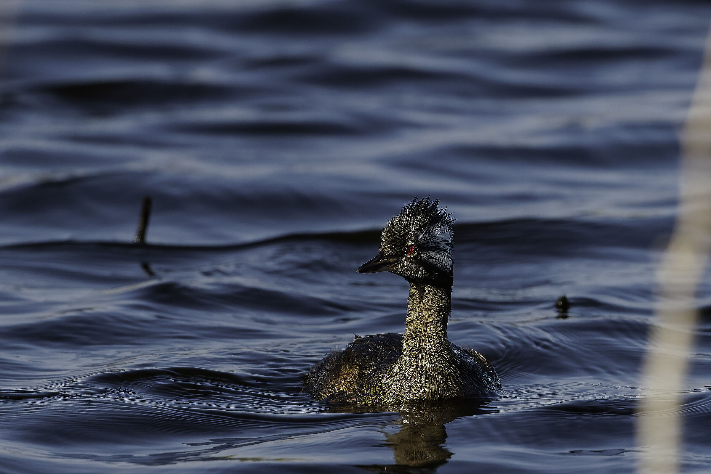 Macà cara blanca (Macà comune)