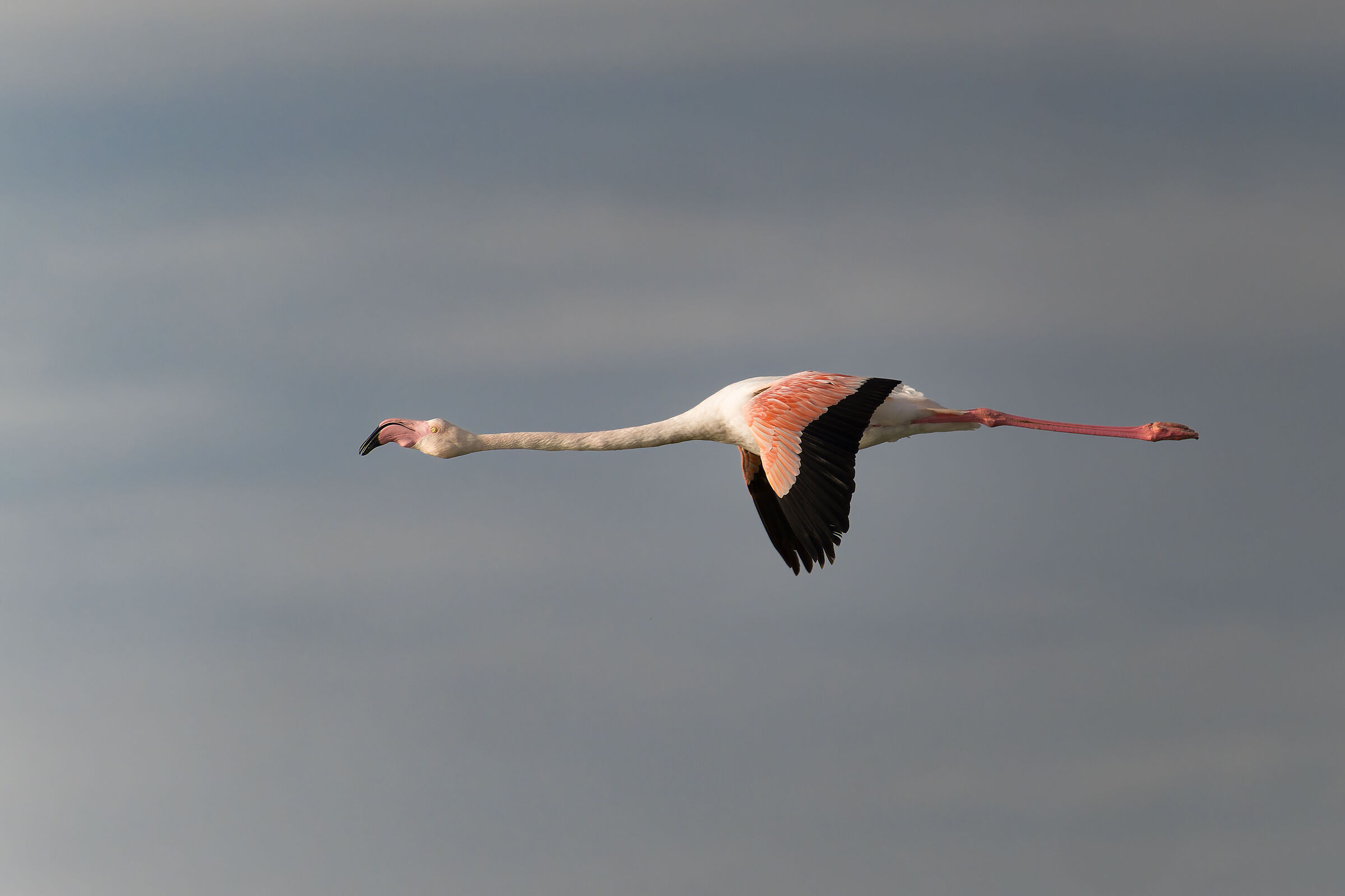 Pink Flamingo - Sardinia