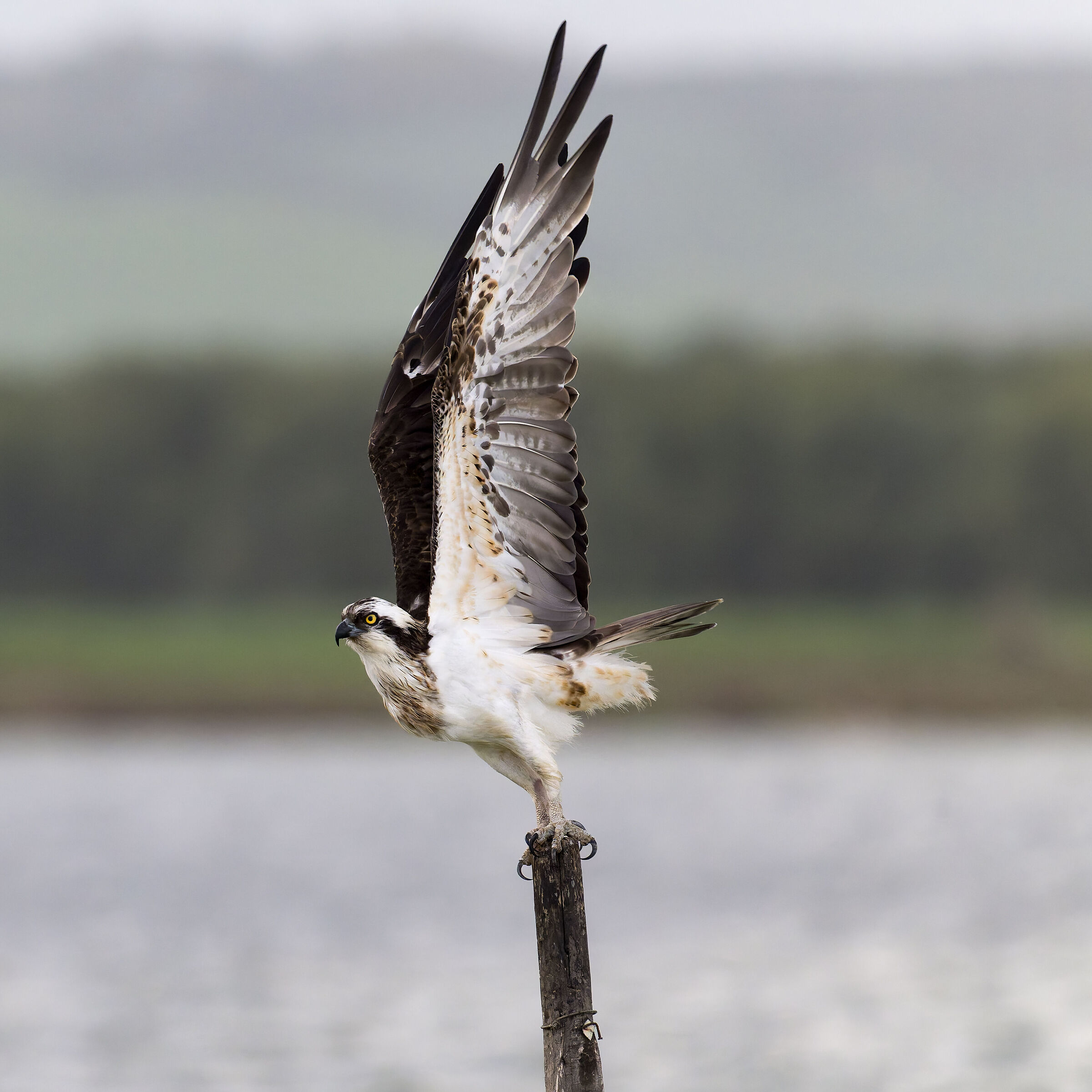 Osprey - Sardinia