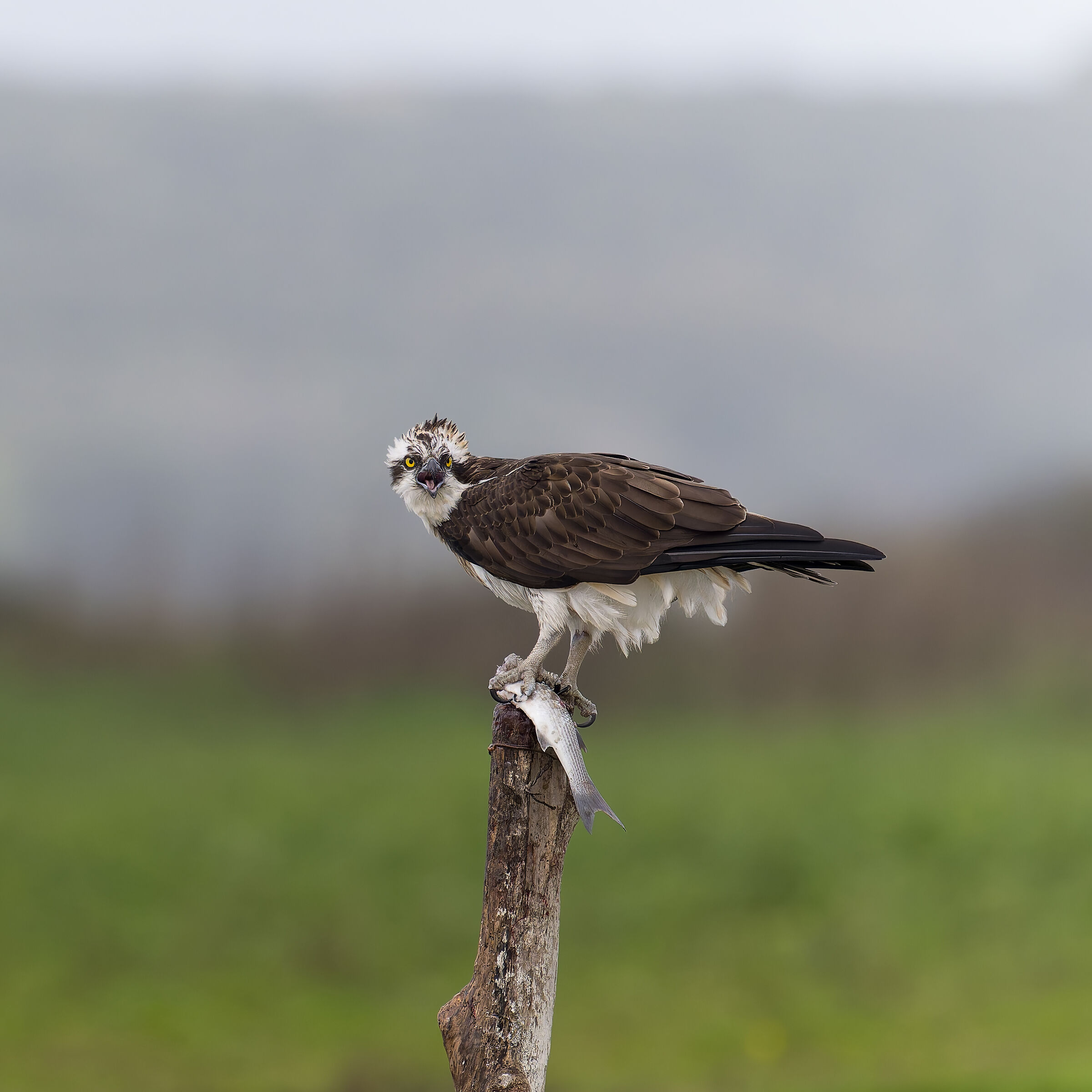 Osprey - Sardinia