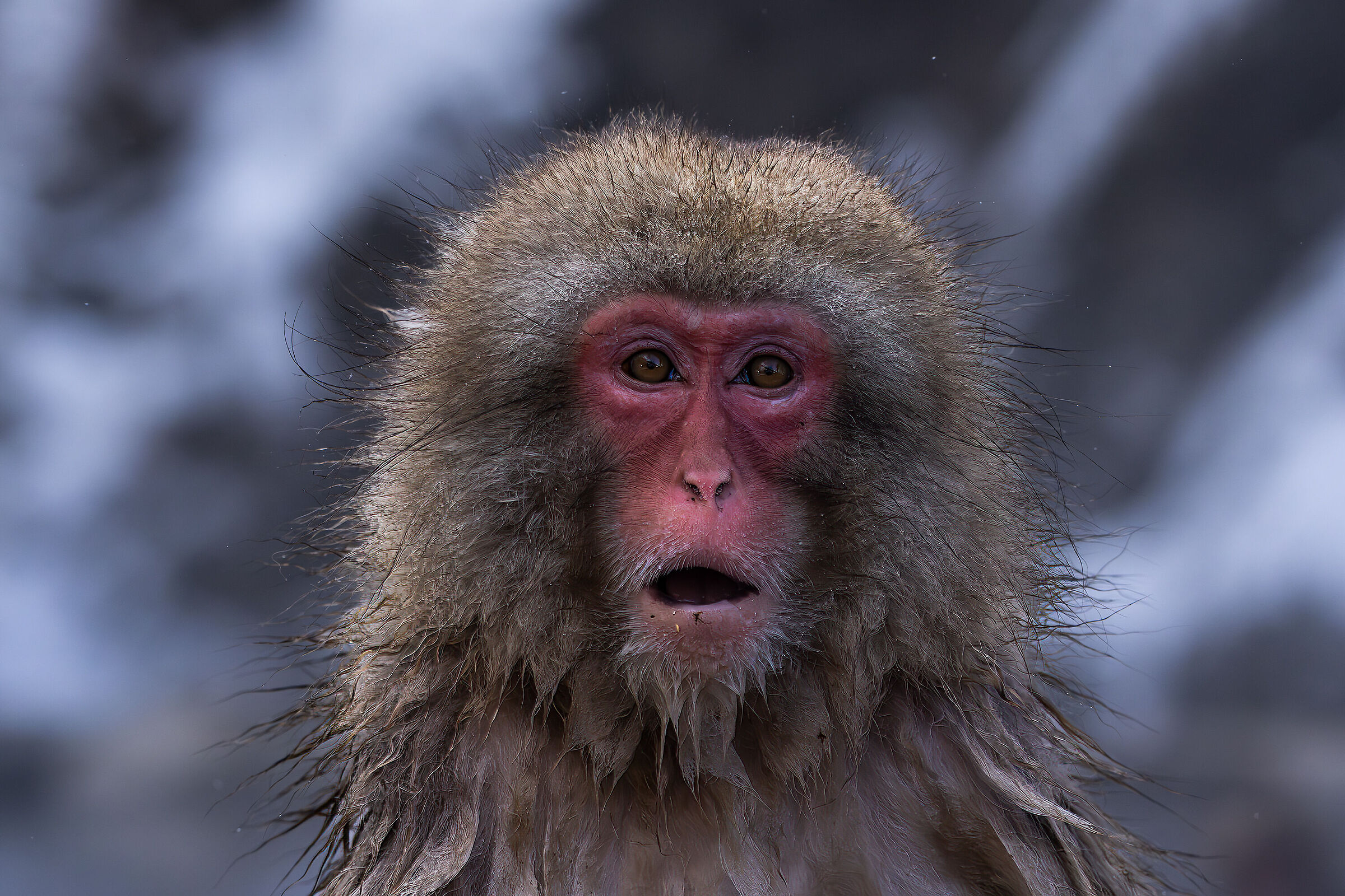 Macaque