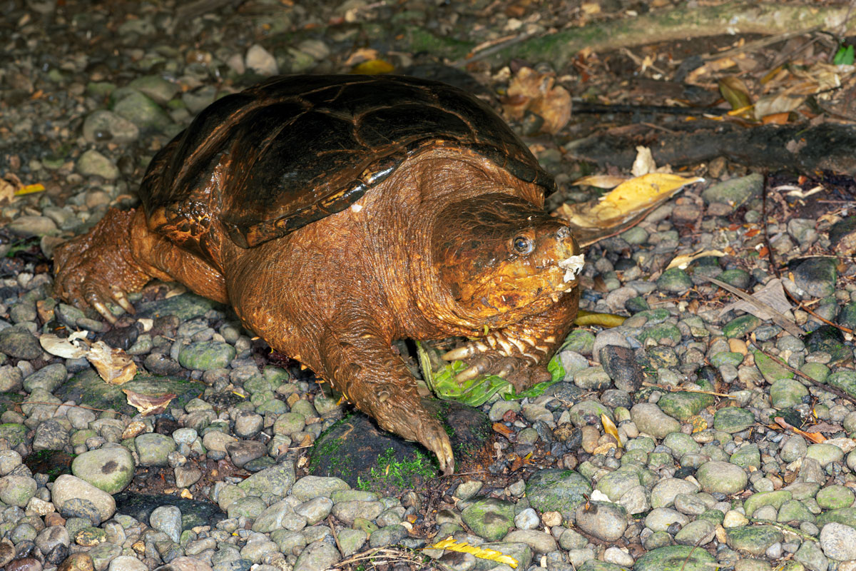Snapping turtle