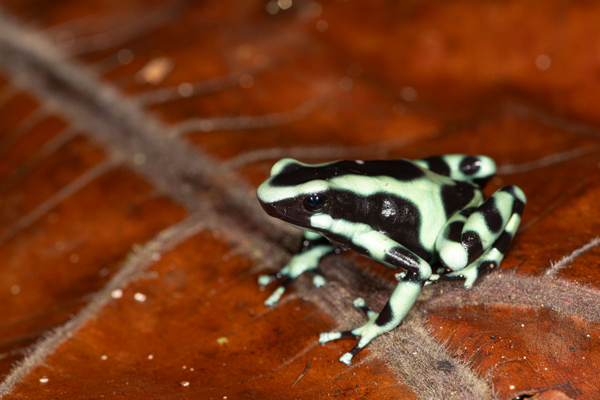 Harlequin toad