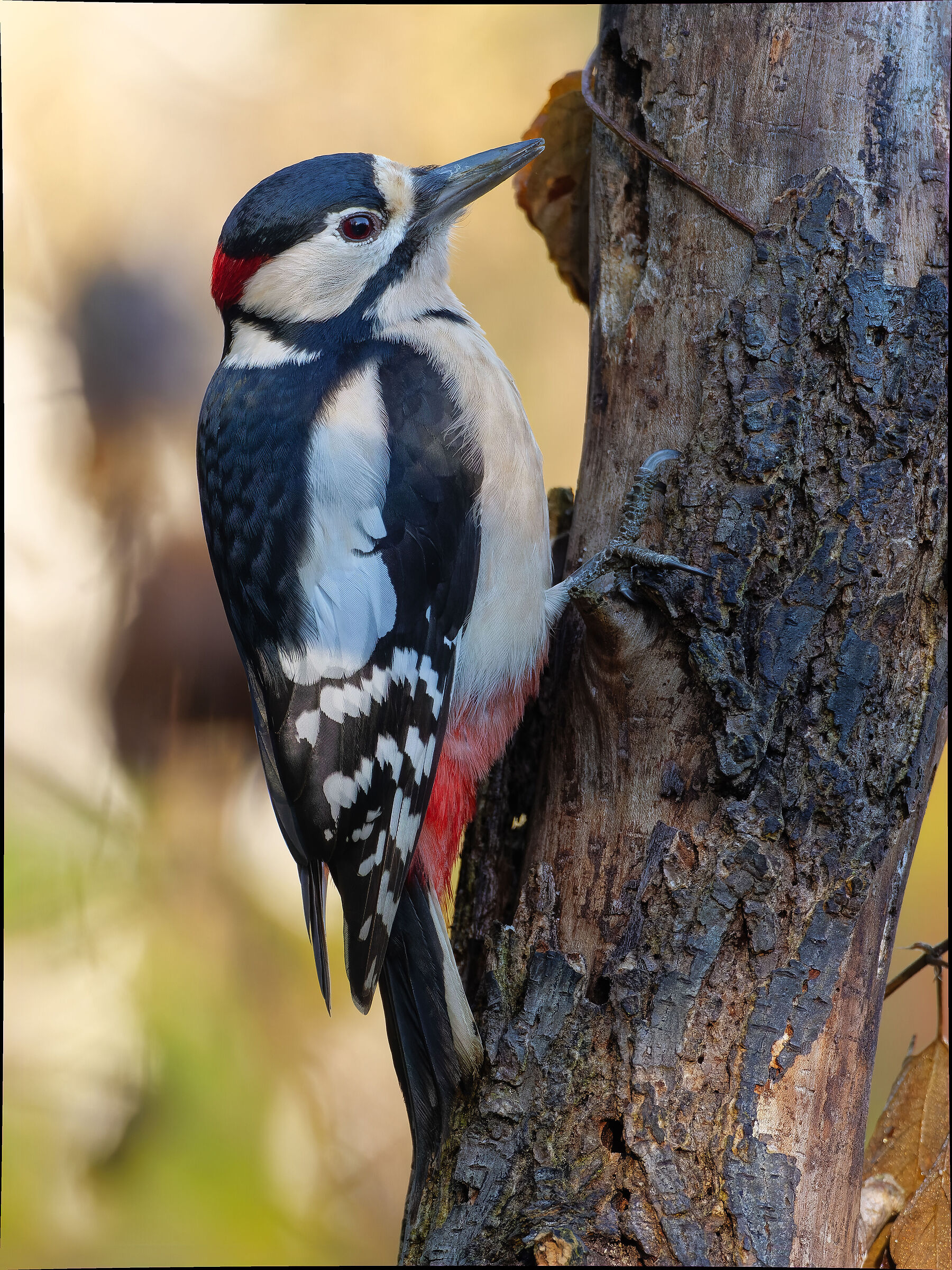 Great Spotted Woodpecker (M)