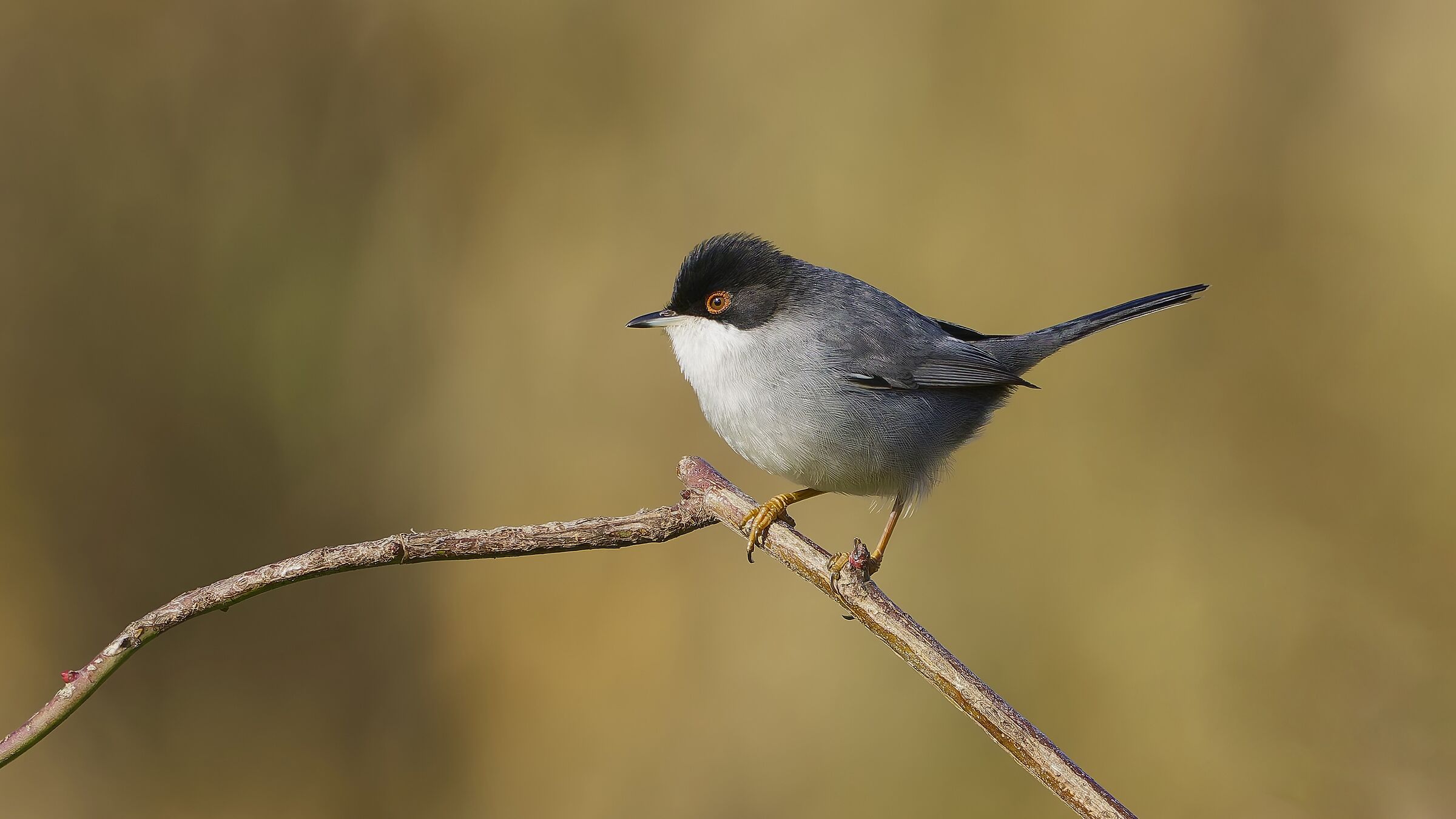 Occhiocotto M.