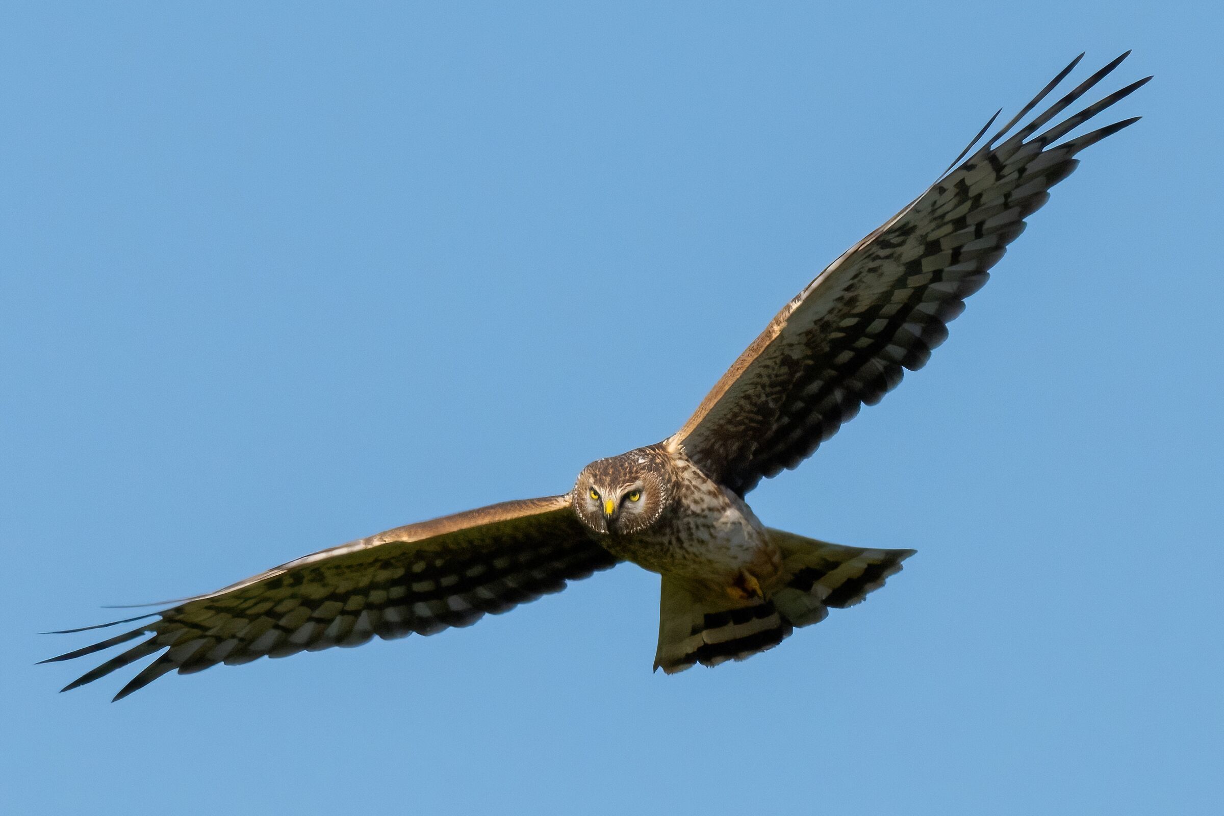 Hen Harrier (Circus cyaneus) female
