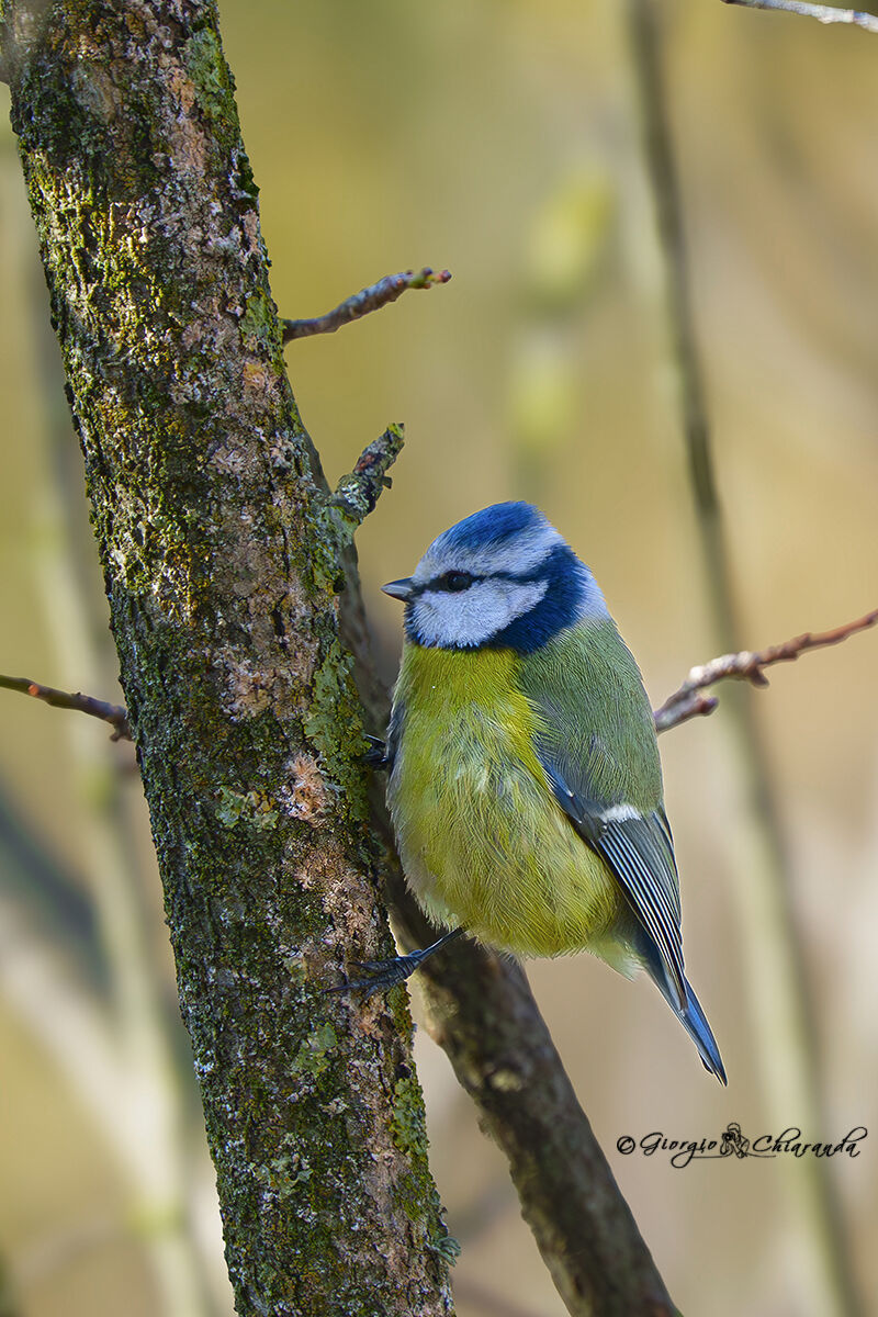 Cinciarella (Cyanistes caeruleus)