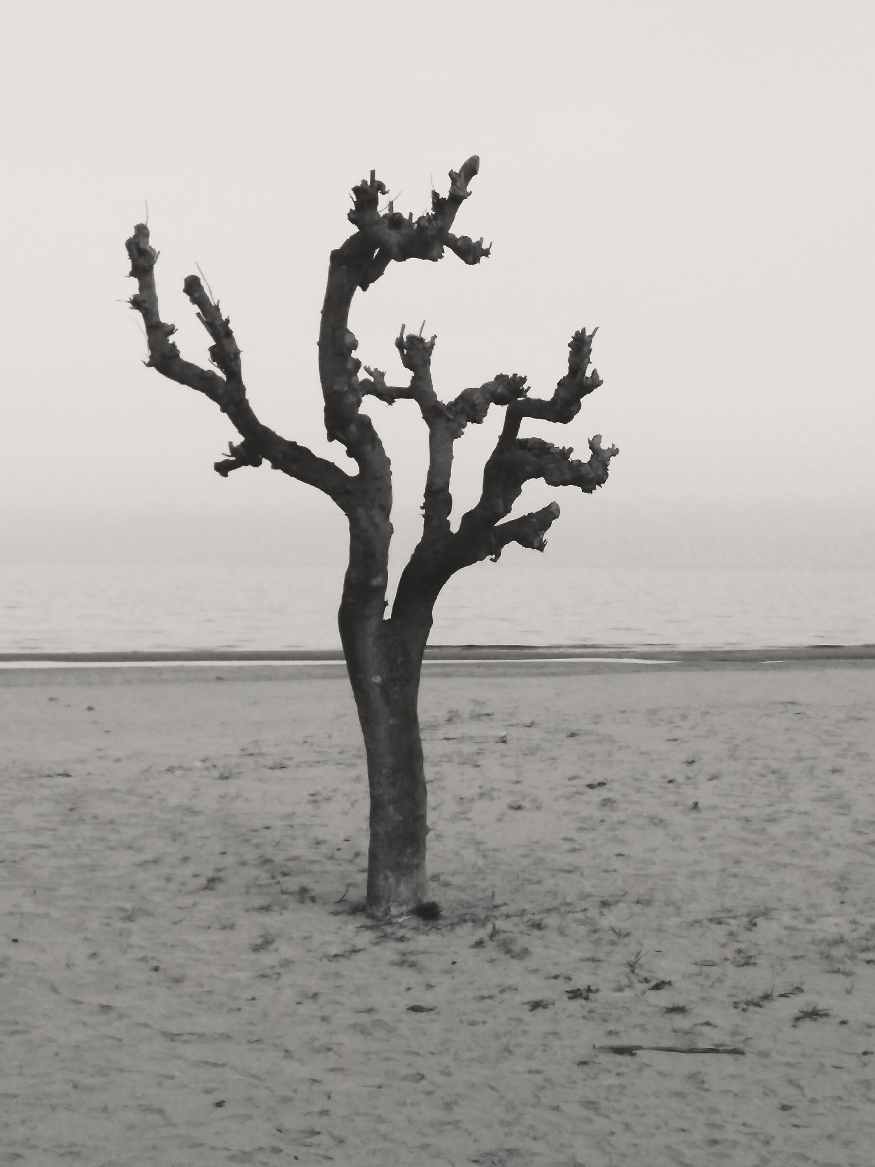 Solitude