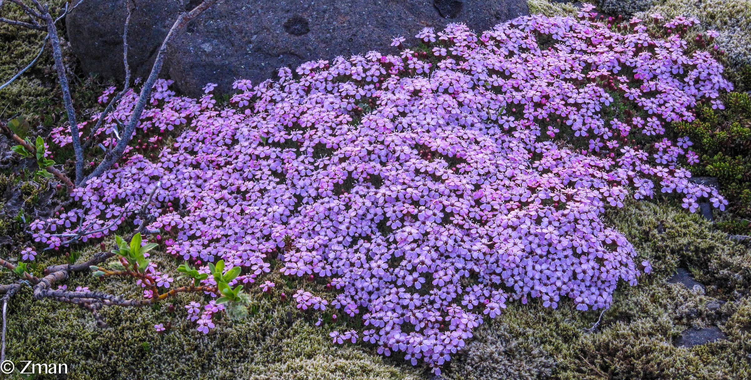 Wild Icelandic Flowers