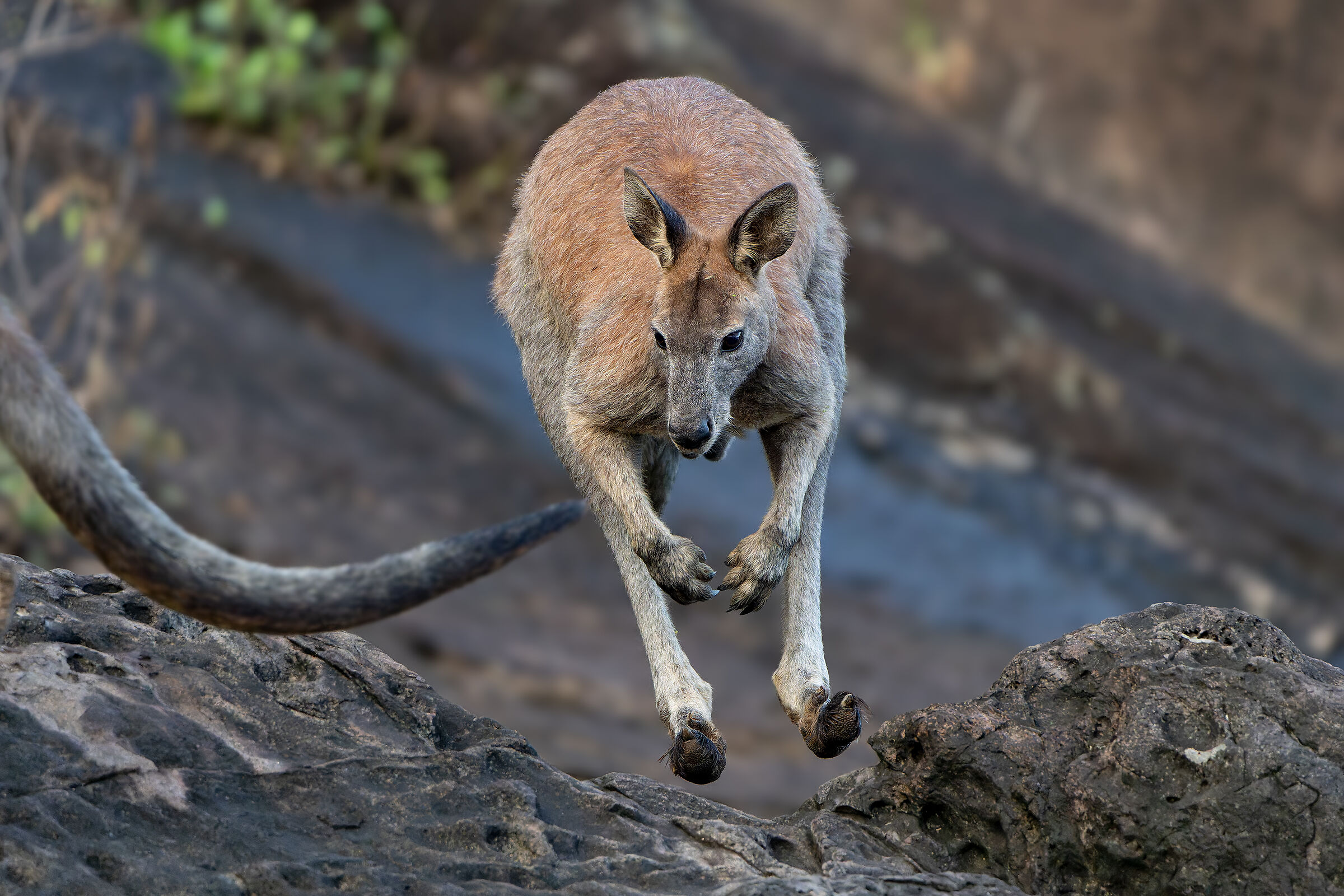 Common wallaroo (Osphranter robustus)