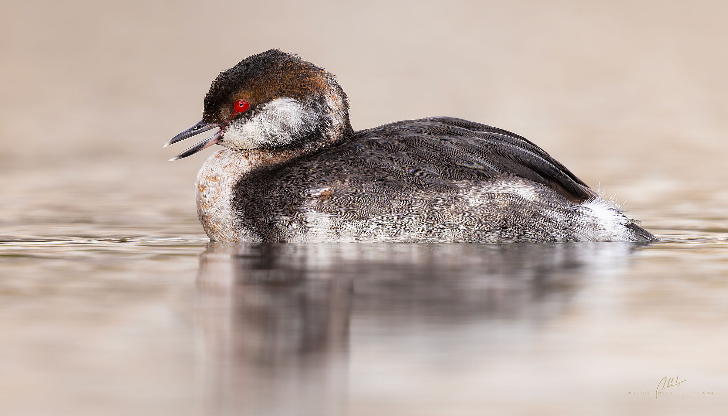Podiceps auritus (svasso cornuto)
