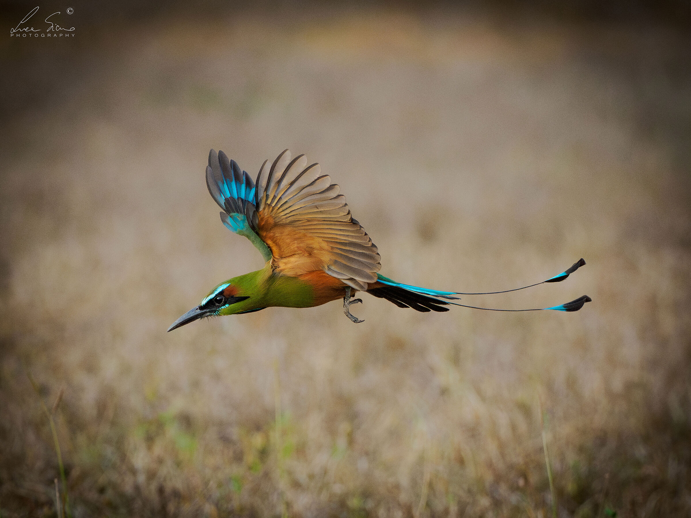 Eumomota superciliosa in volo