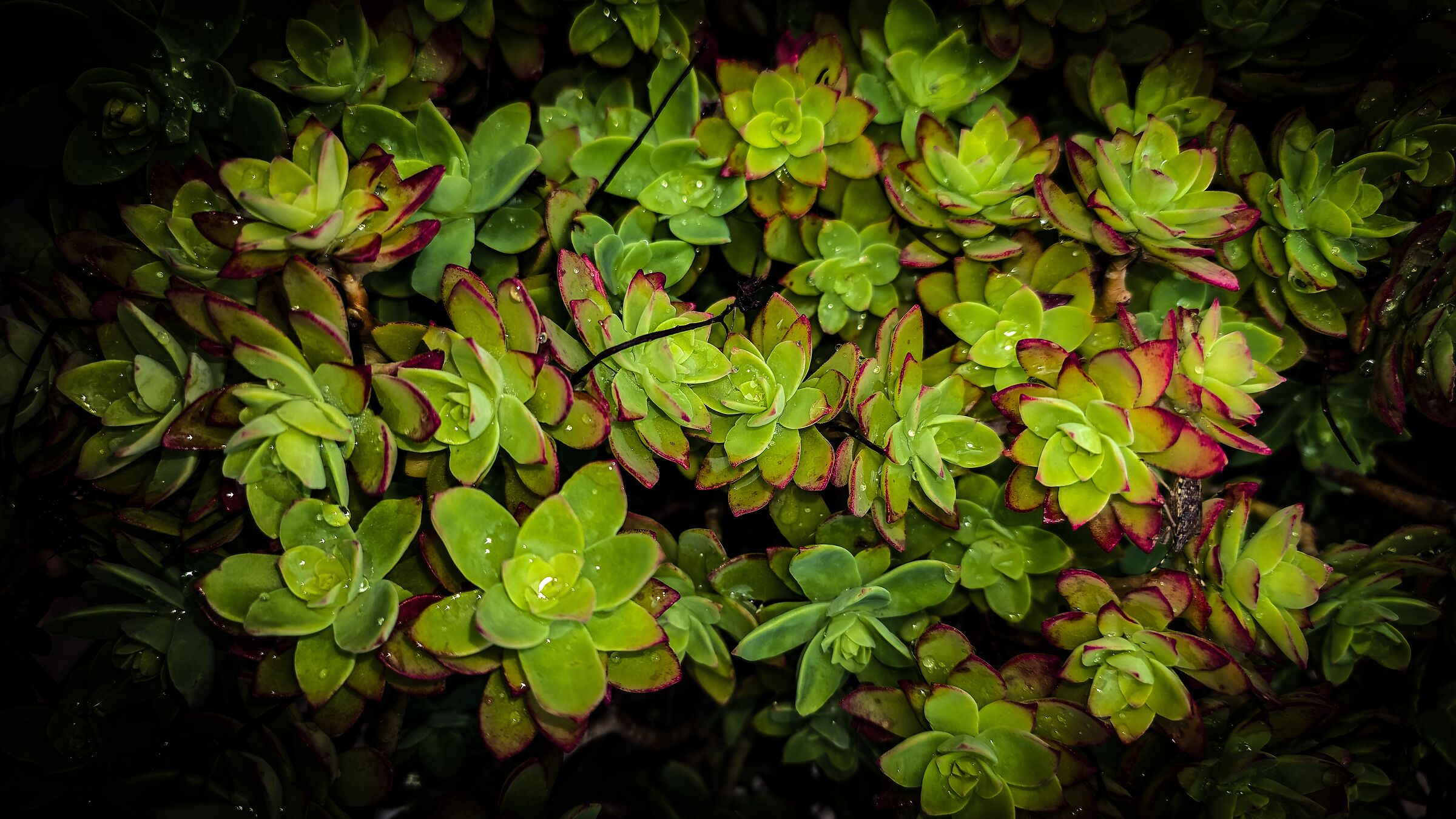 Velluto Vegetale
