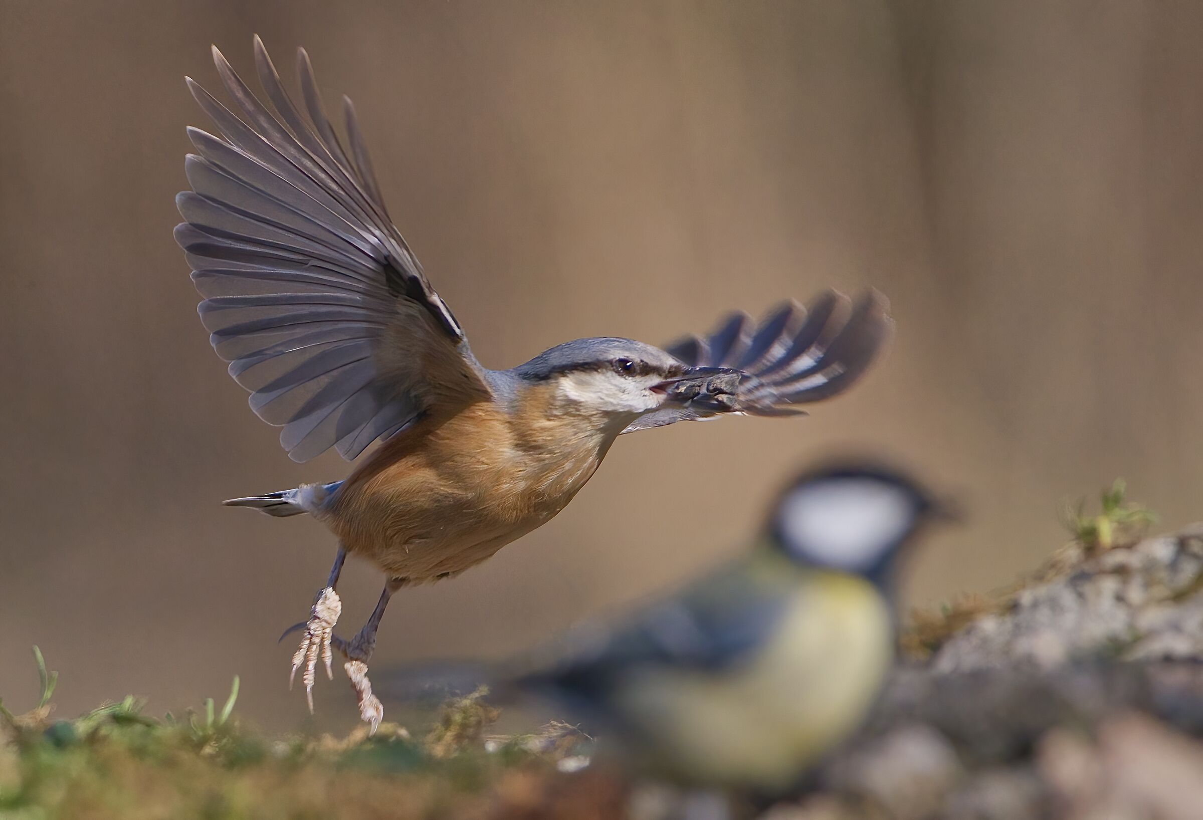 Gone with a full beak