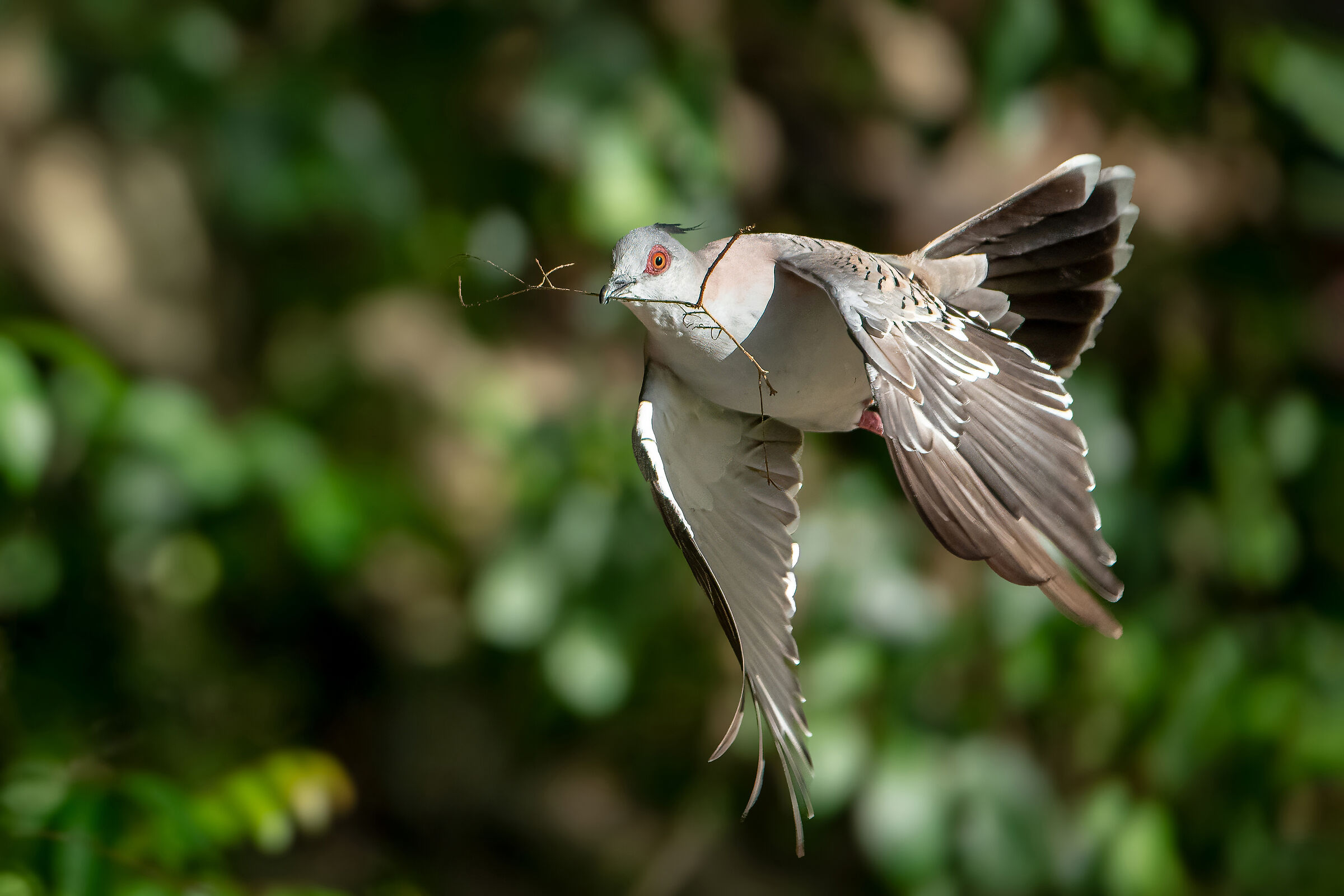 Ocyphaps lophotes - Piccione crestato
