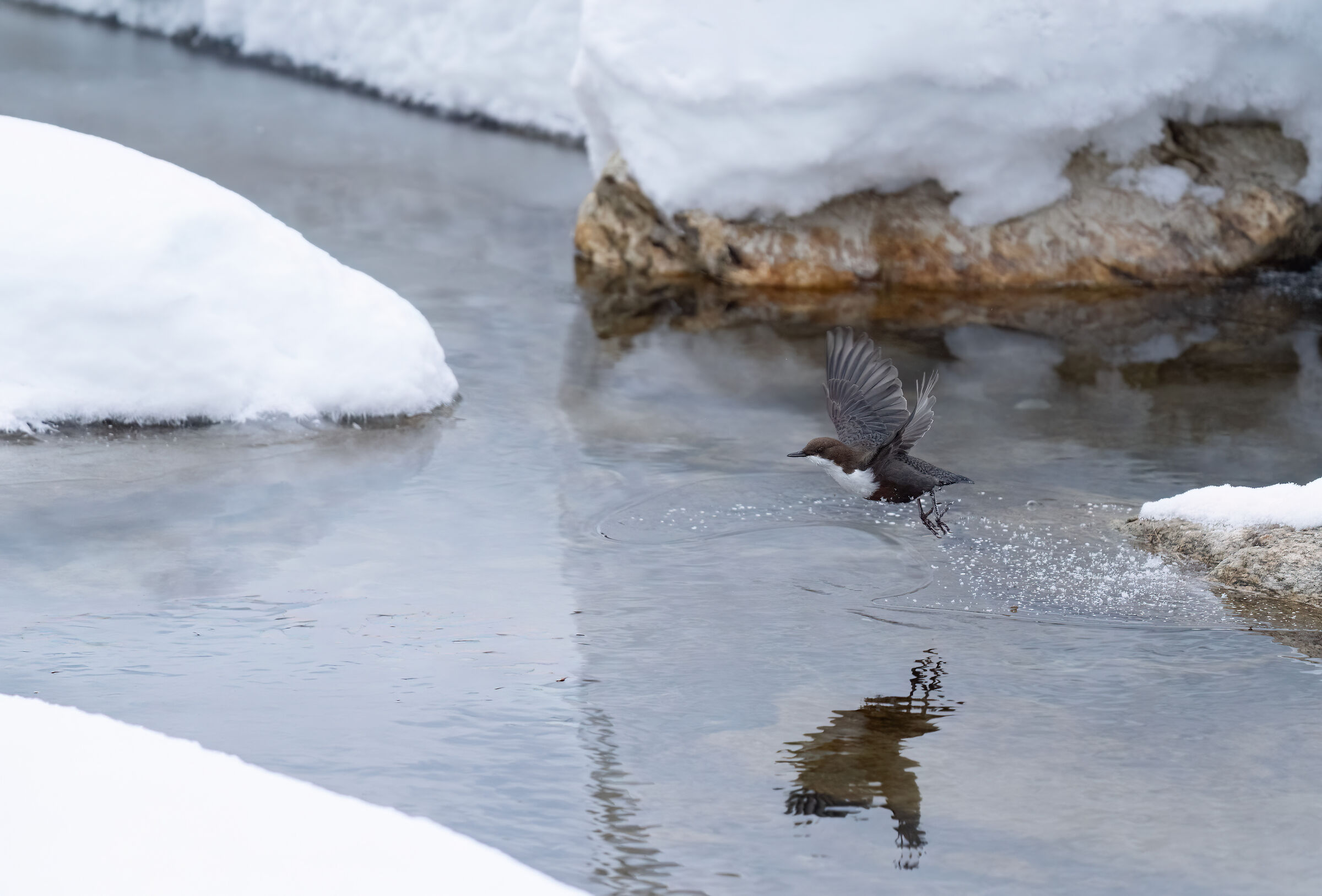Winter dipper