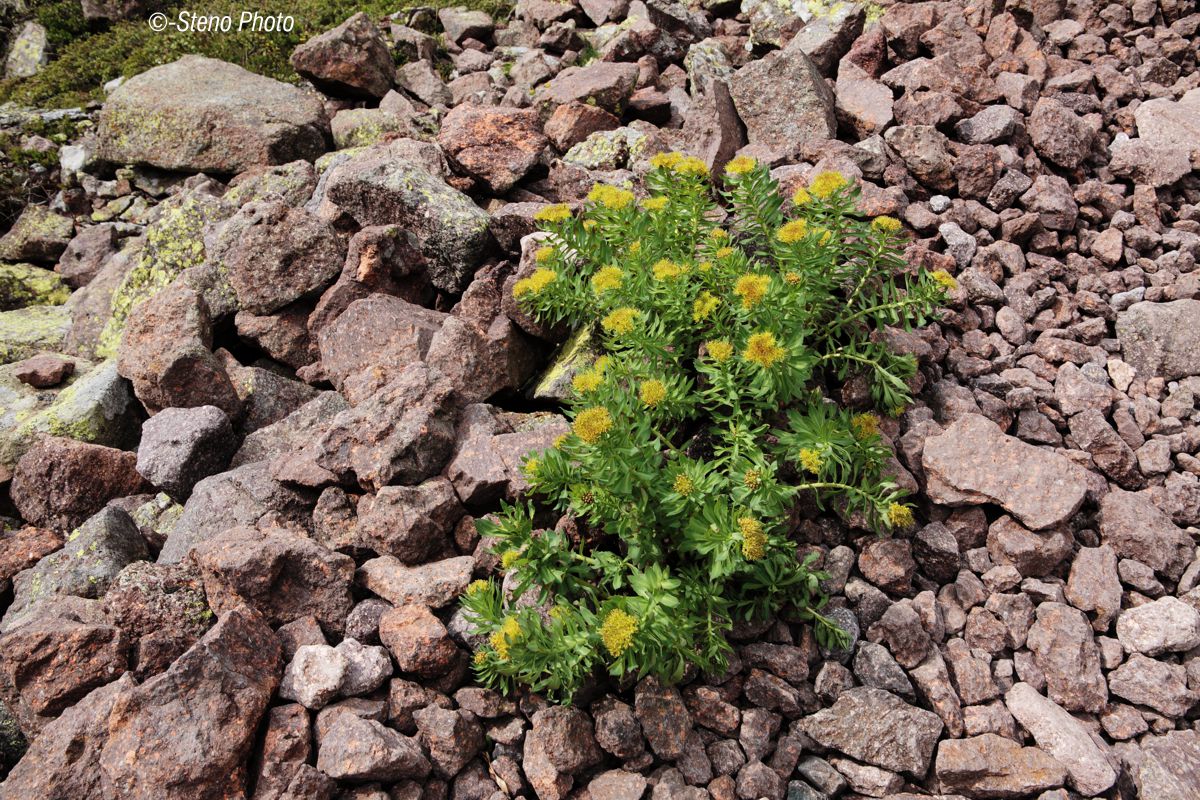 Along the old mule track