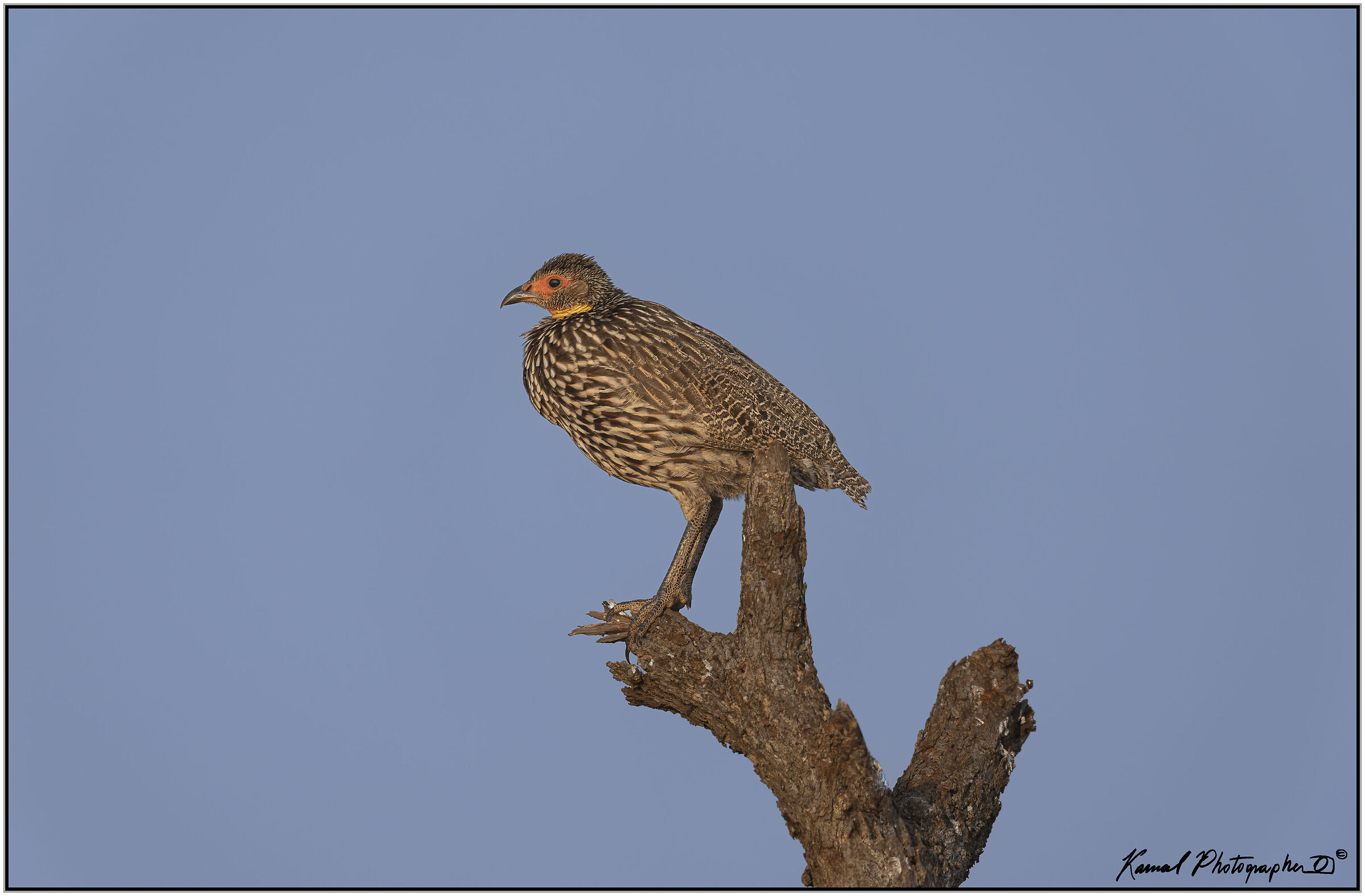 Yellow-throated Francolin (Pternistis leucoscepus)