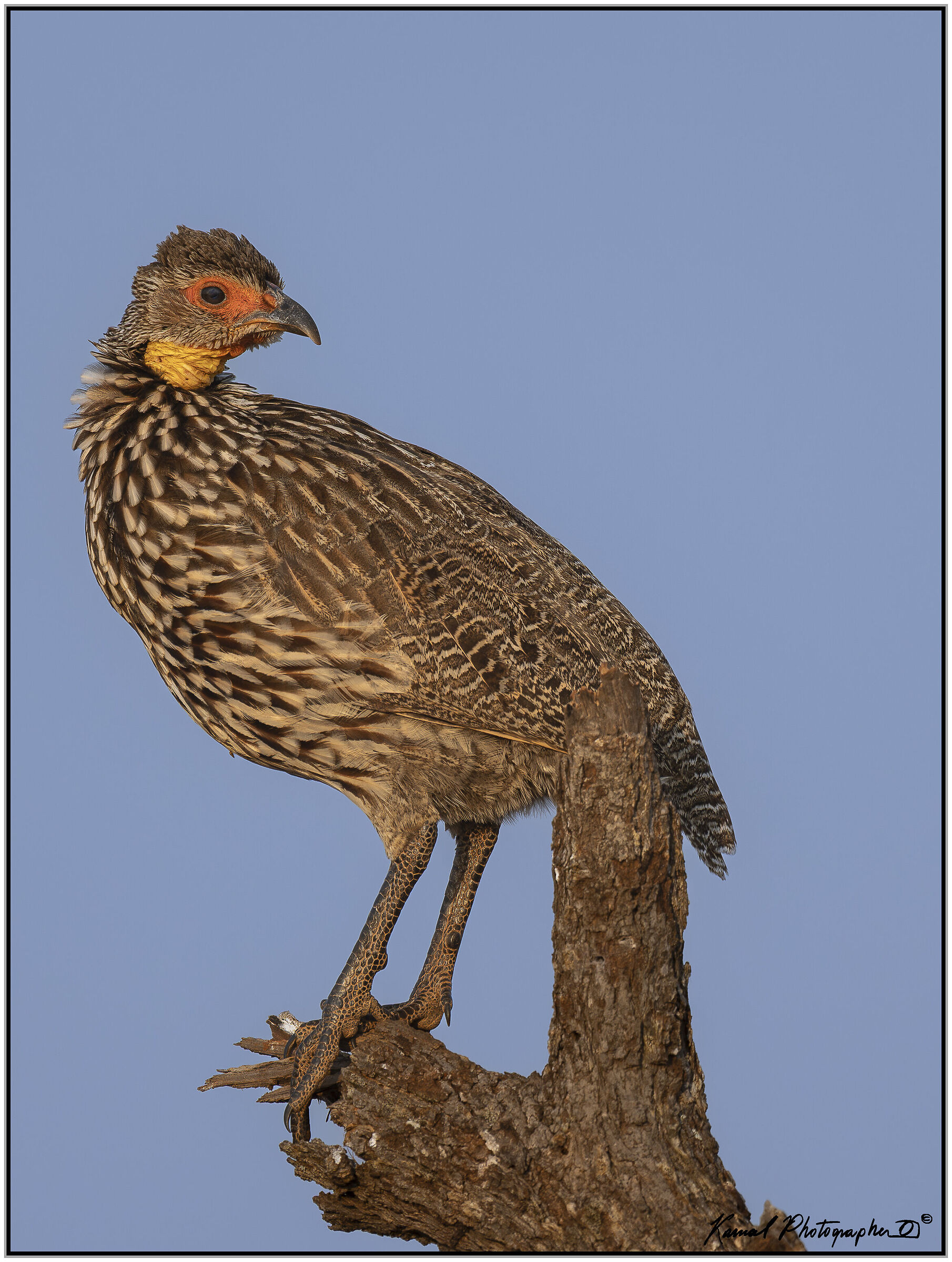 Yellow-throated Francolin (Pternistis leucoscepus)