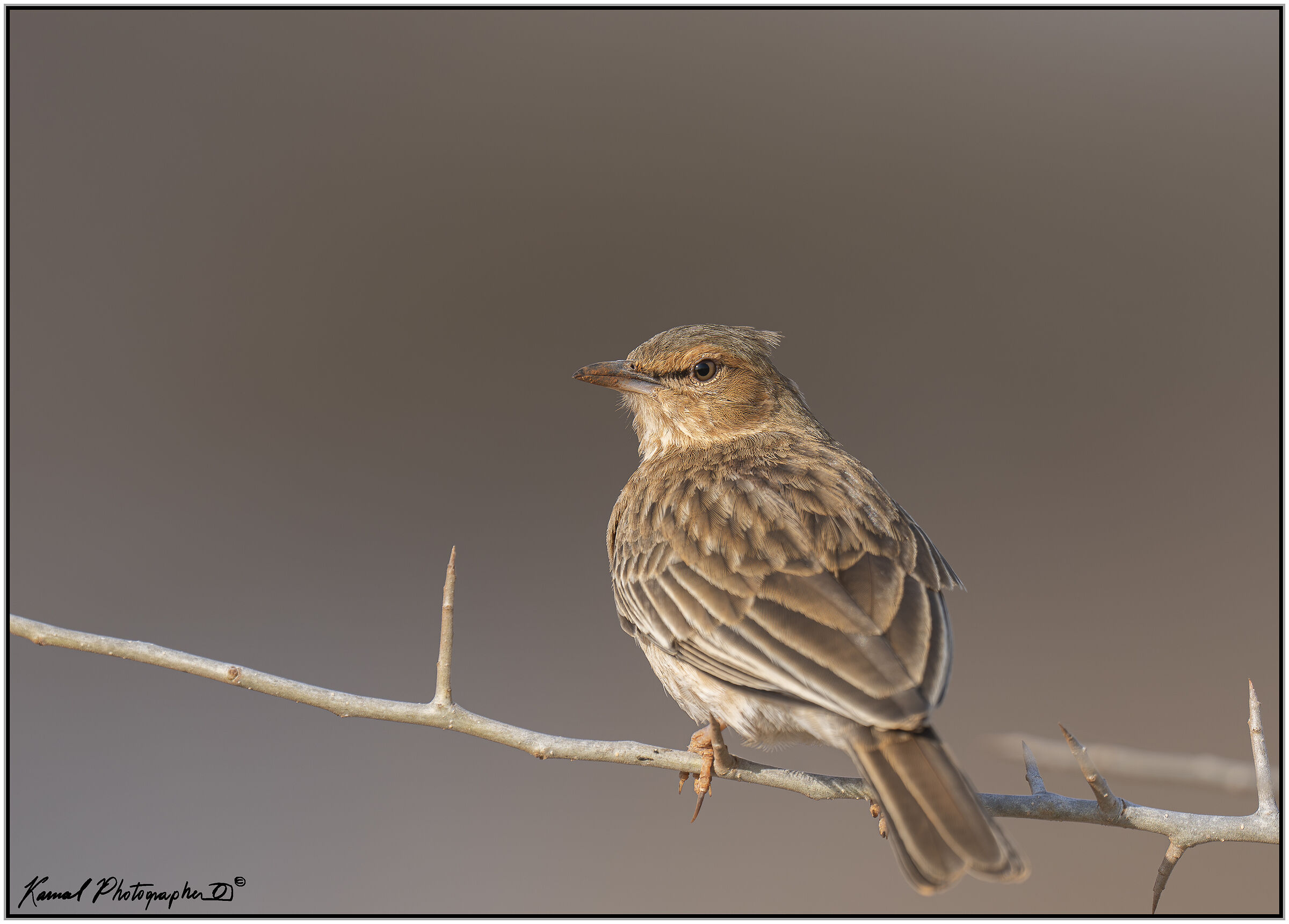 Pink-breasted Skylark (Calendulauda poecilosterna)