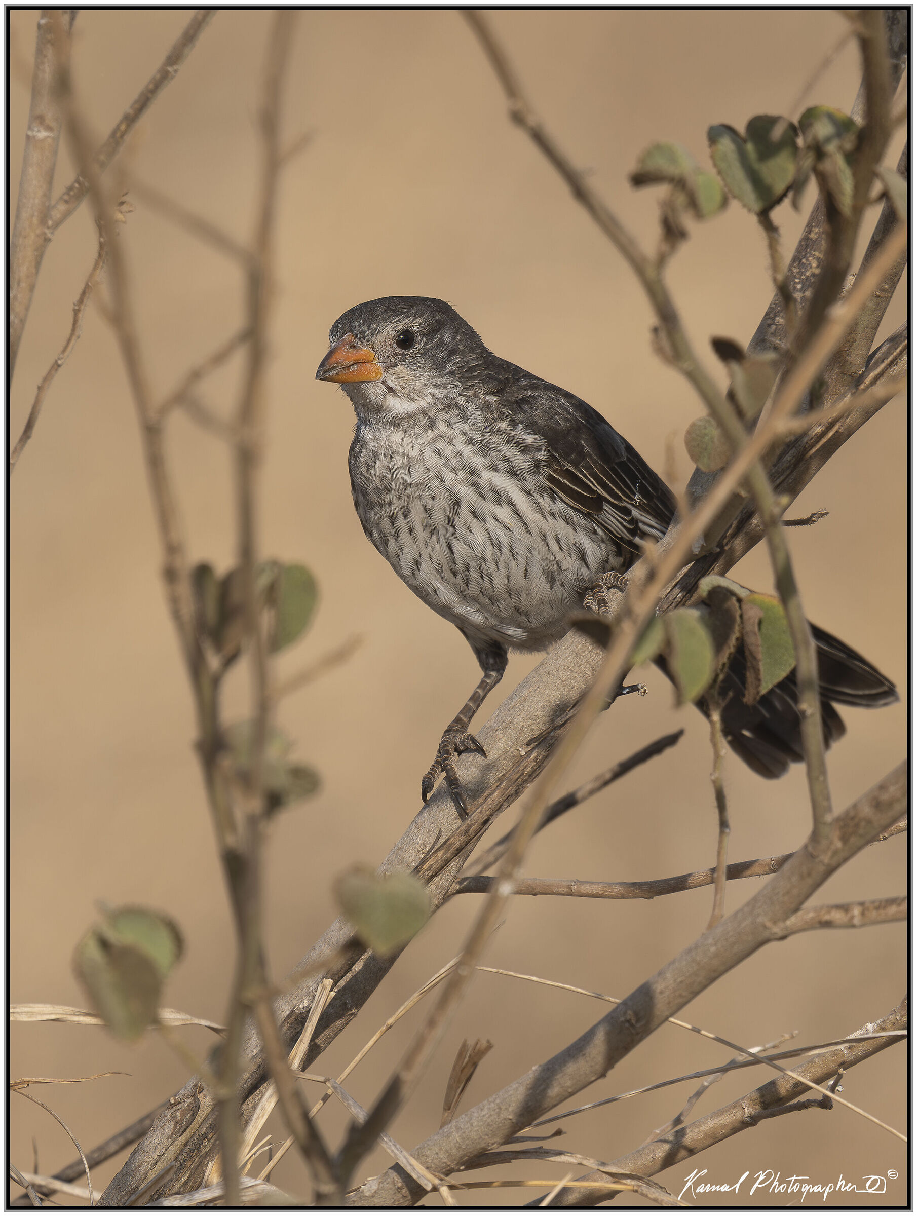Coarse ground finch (Geospiza magnirostris)