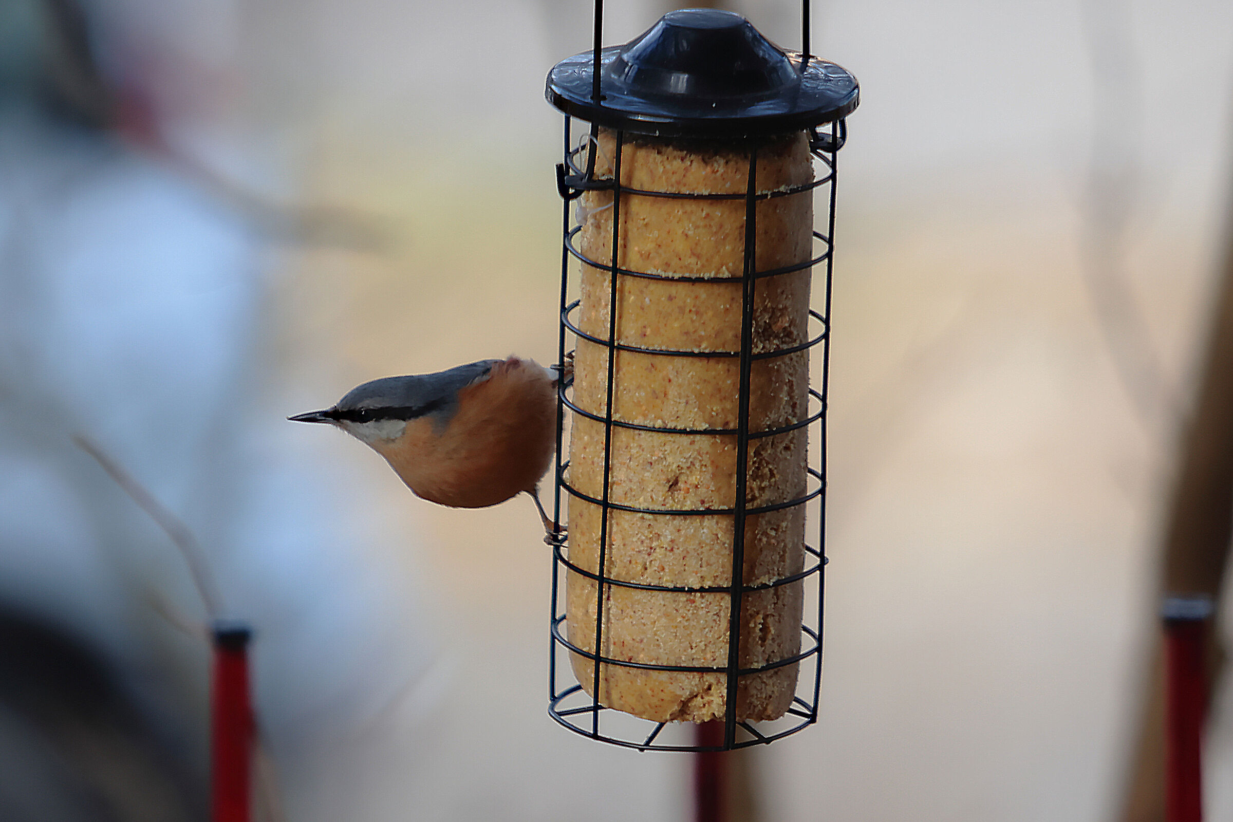 picchio muratore (sitta europaea)