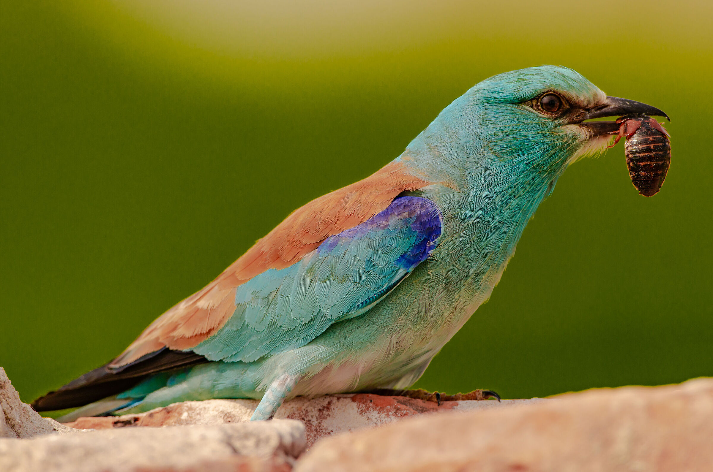 La cattura della ghiandaia