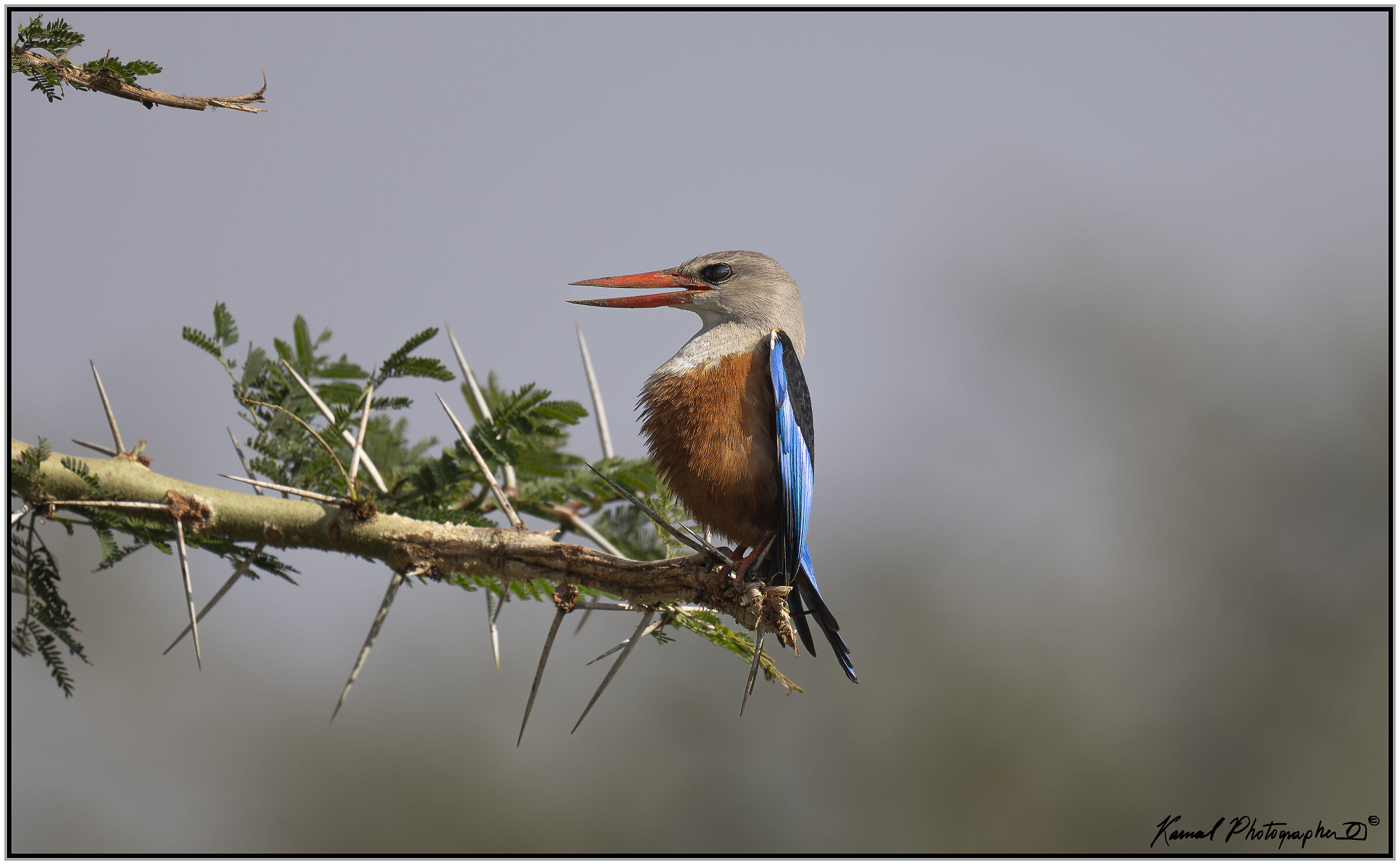 Grey-headed kingfisher