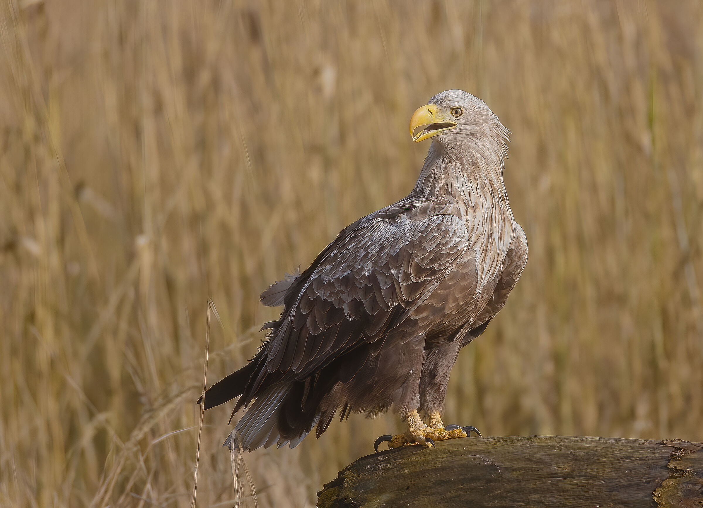Haliaeetus albicilla