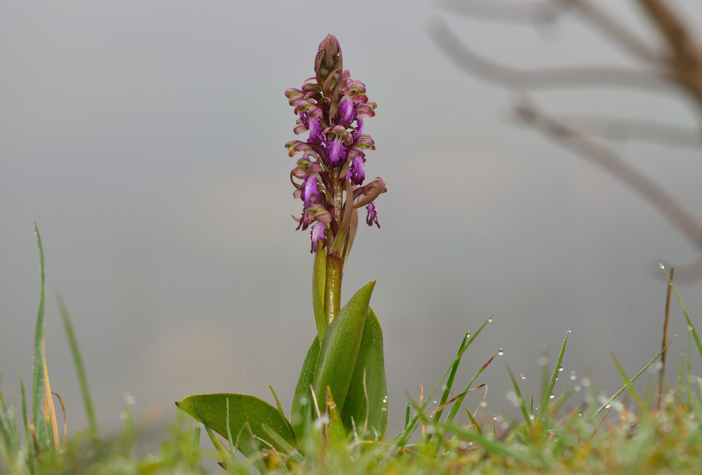 himantoglossum robertianum