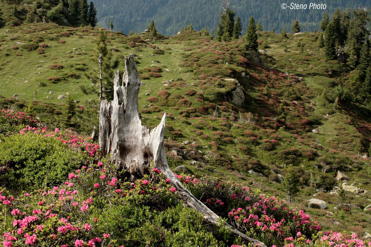 Nature renews itself