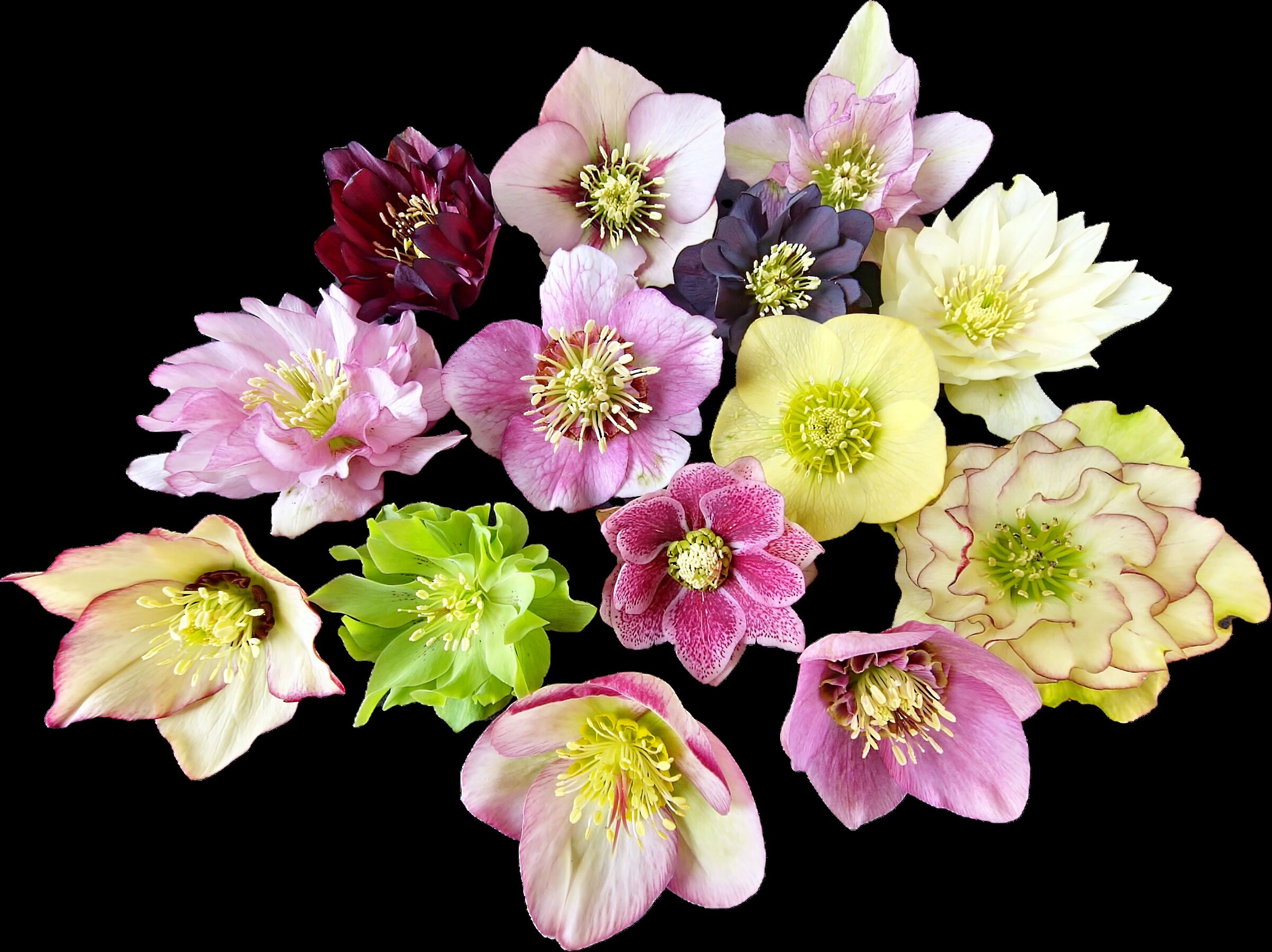 Helleborus 2026