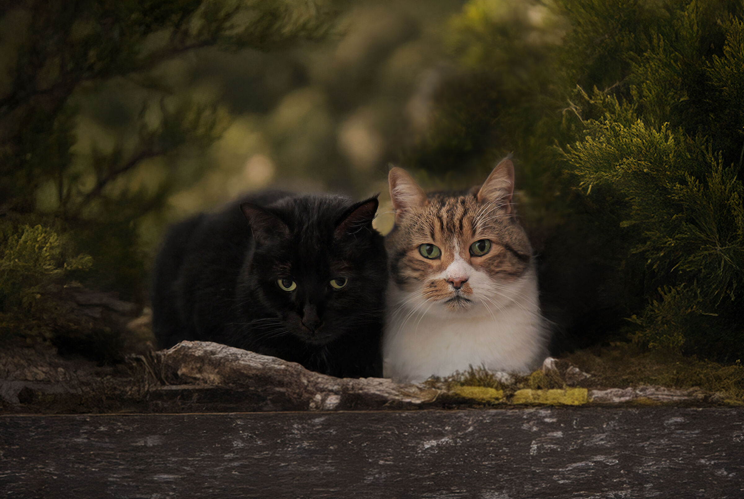 Leo and Gattone