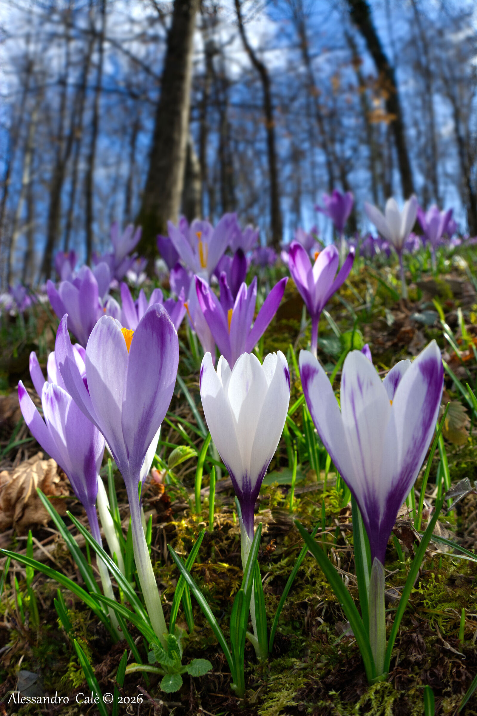 Crocus heuffelianus 8904