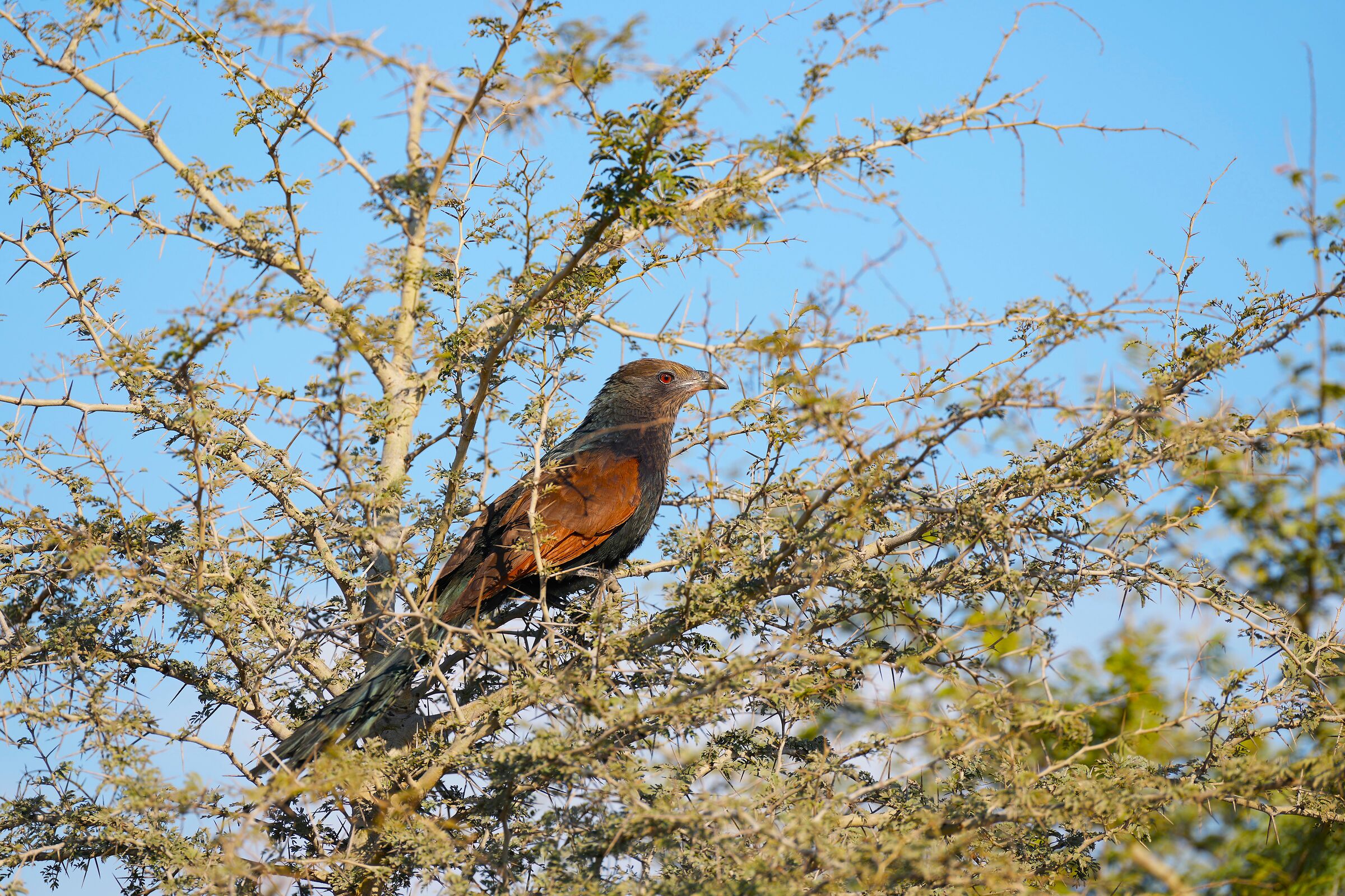 Great Cuckoo India