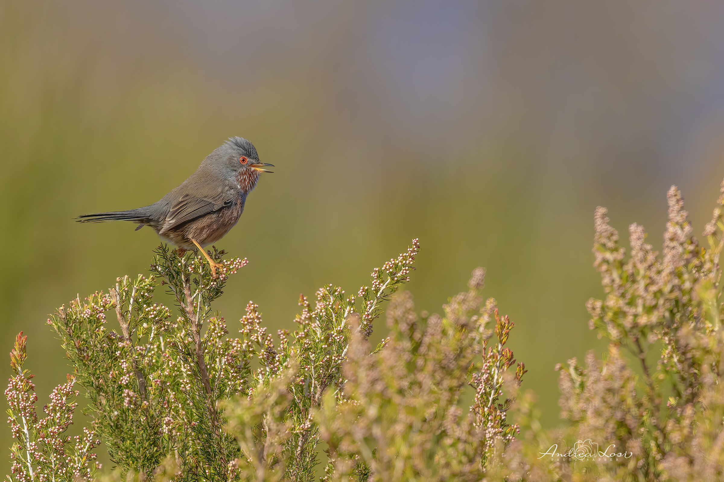 dartford warbler  (sylvia undata - italian: magnanina)