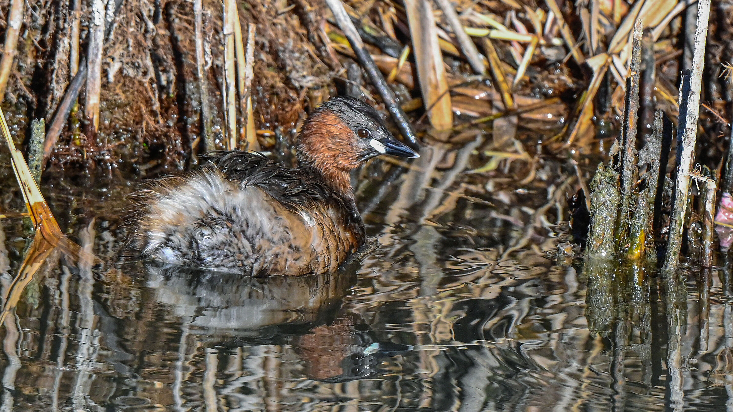Un piccolo tuffetto !!