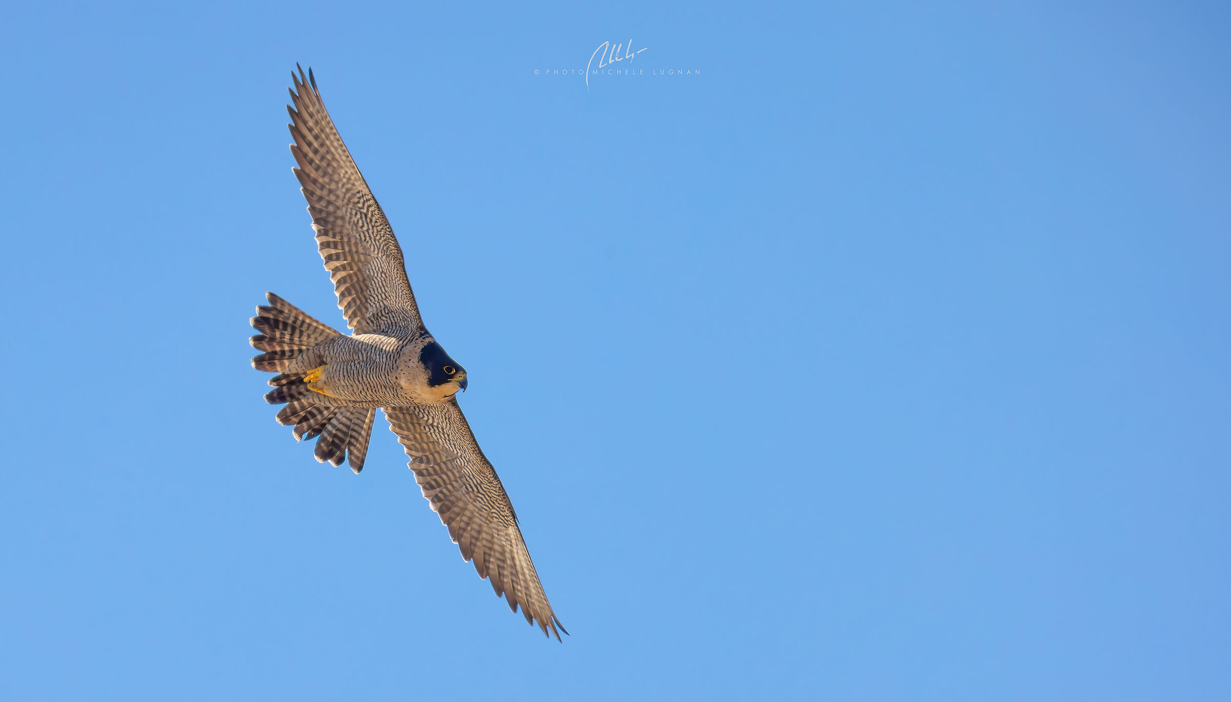 Peregrine falcon