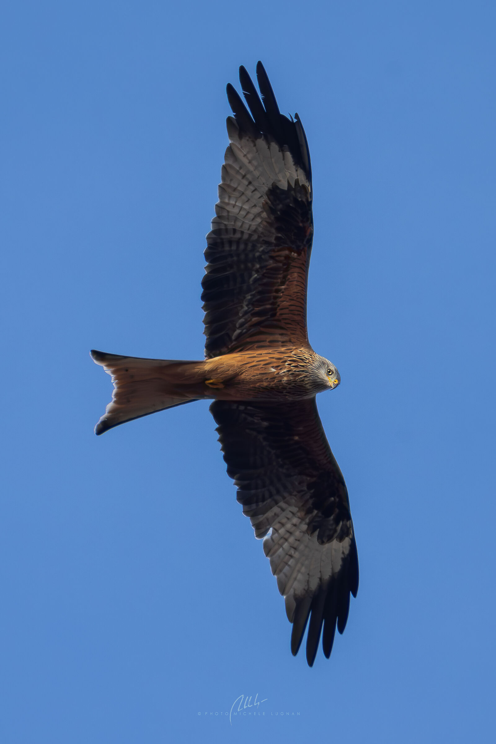 Red Kite